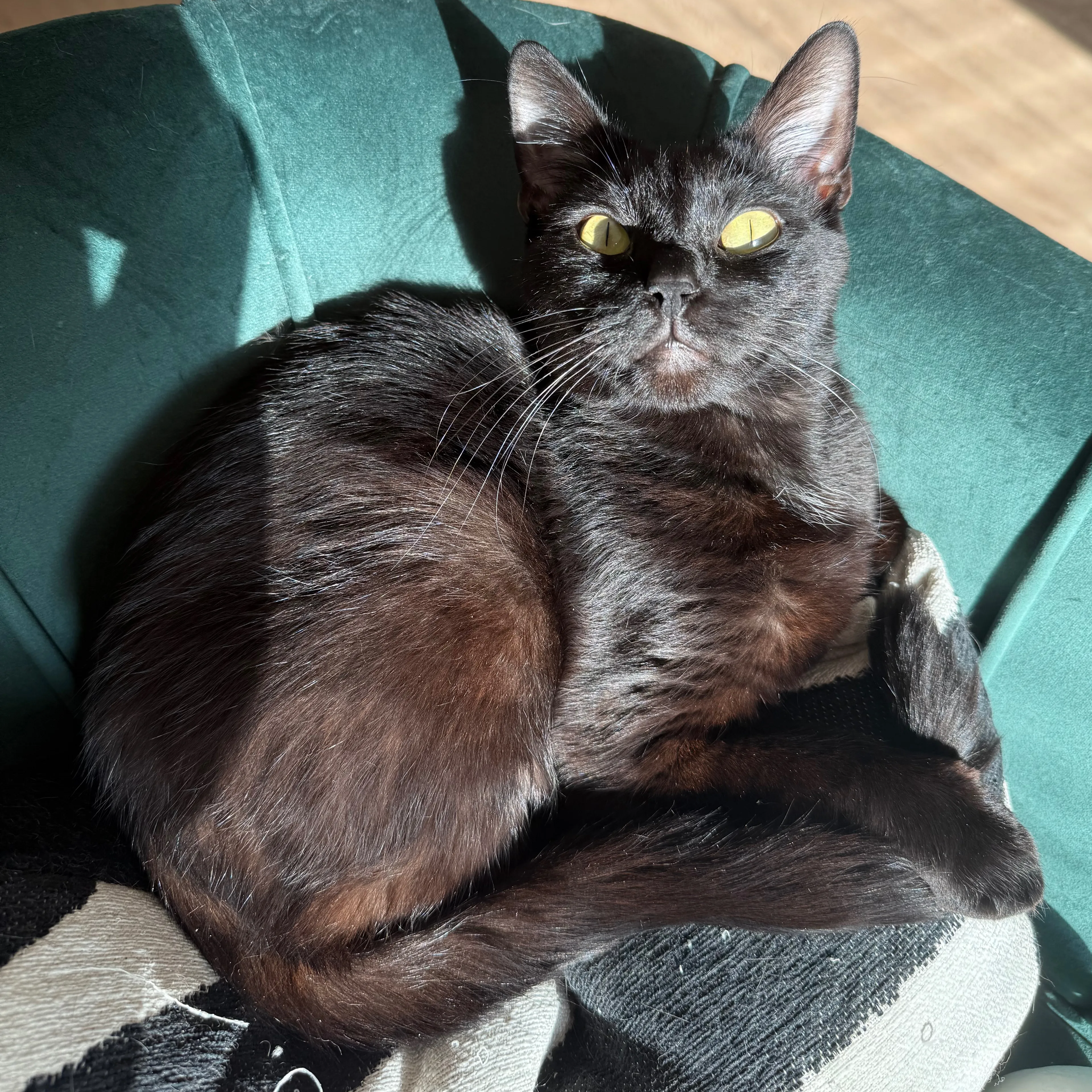 Lost pet-3