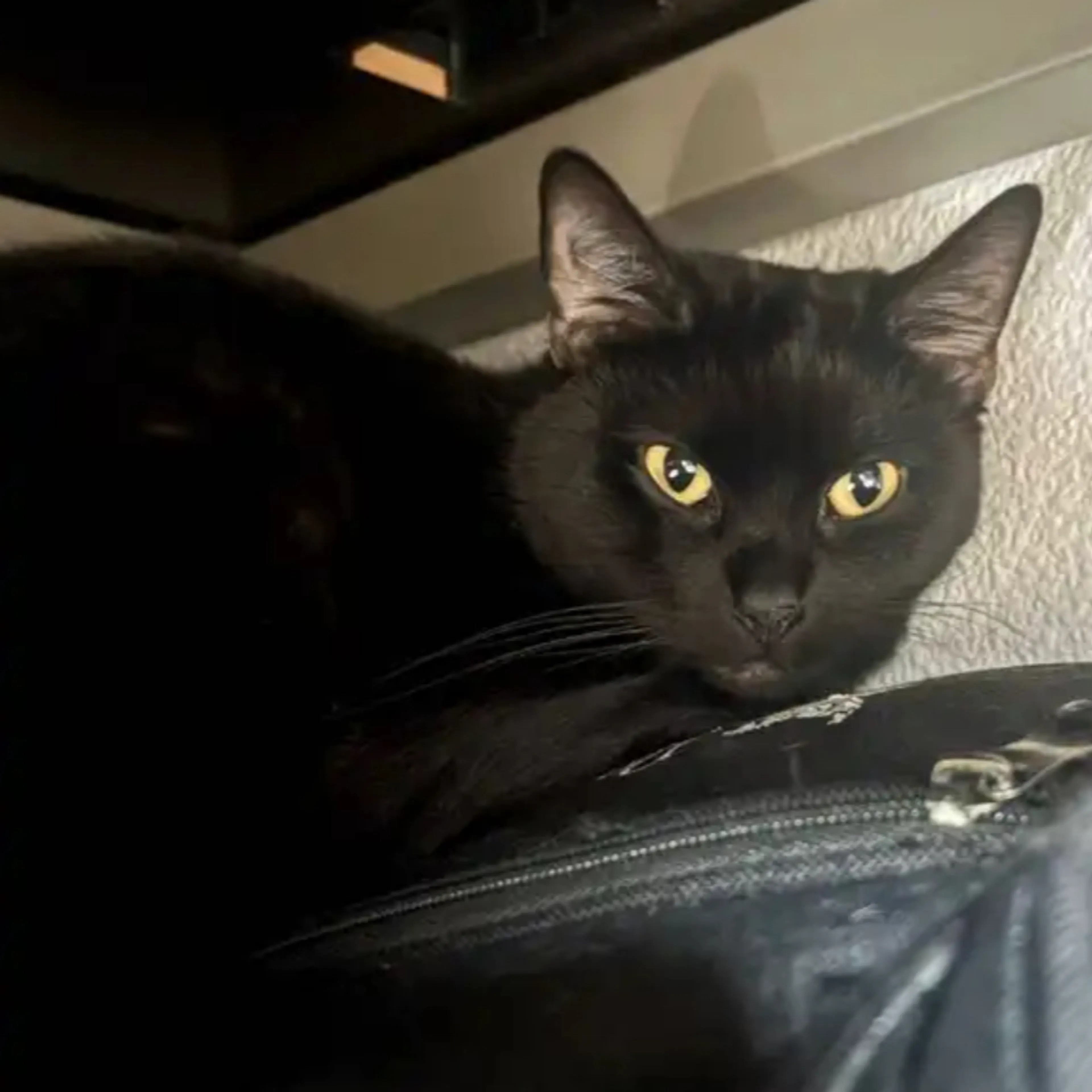 Lost pet-2