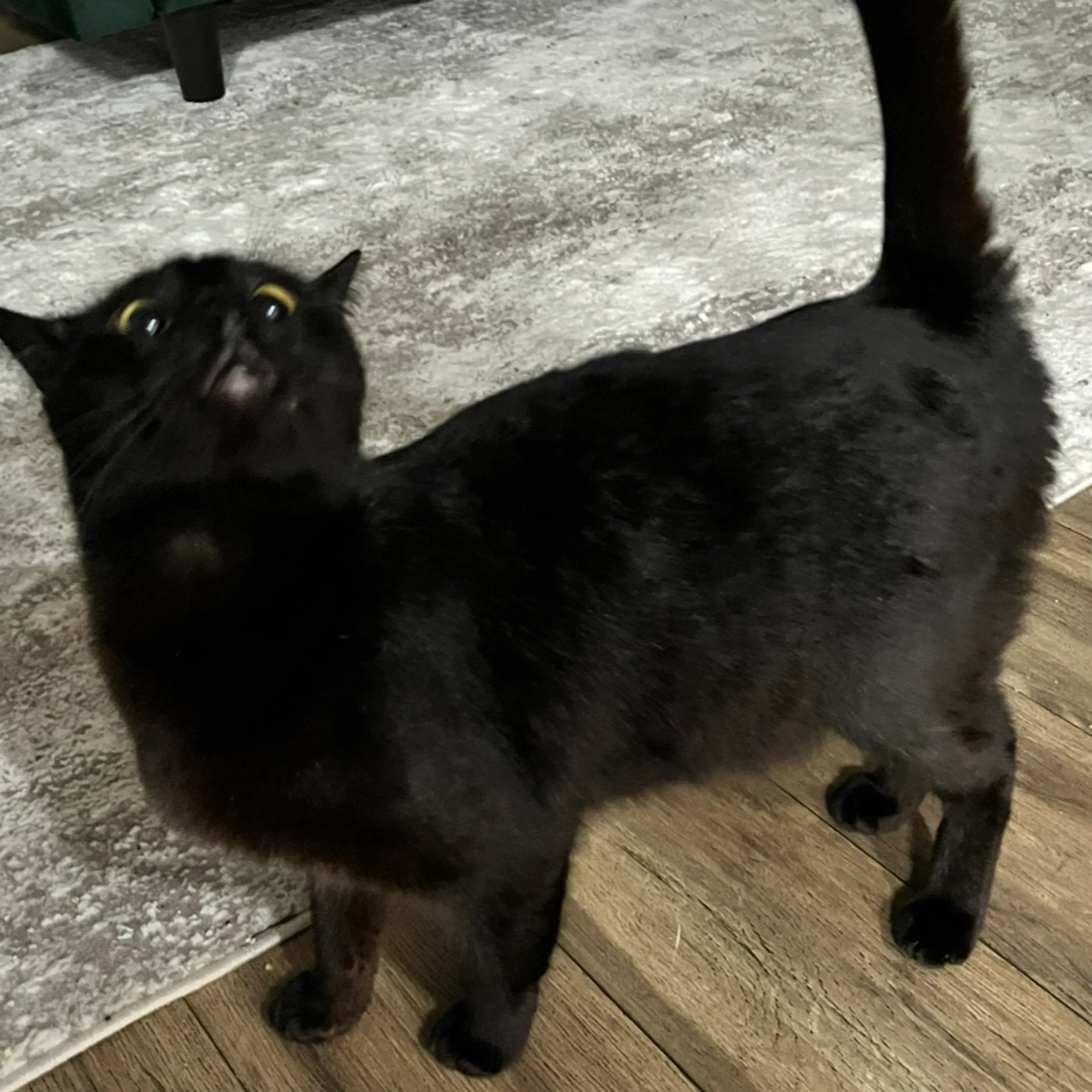 Lost pet-1