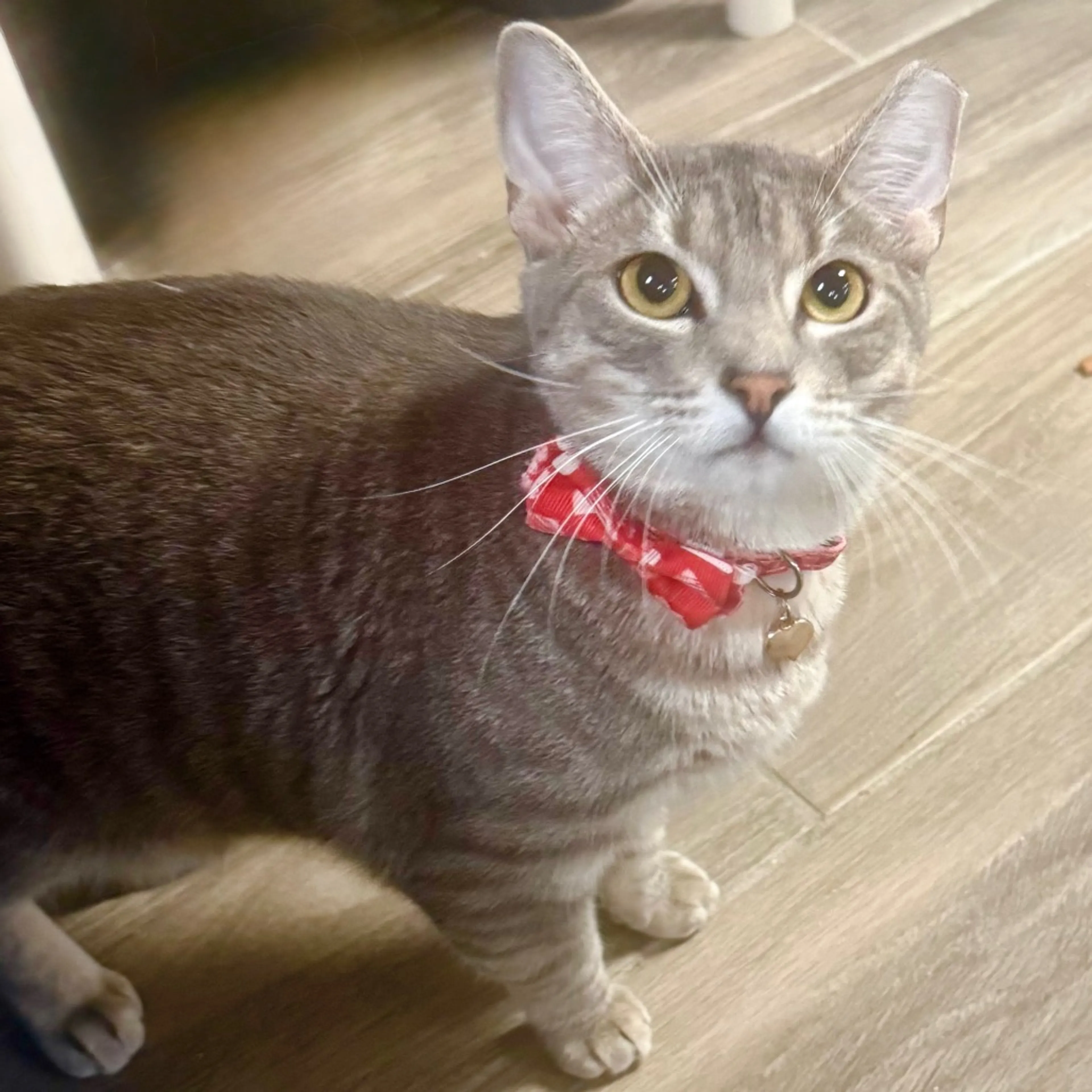 Found pet-2