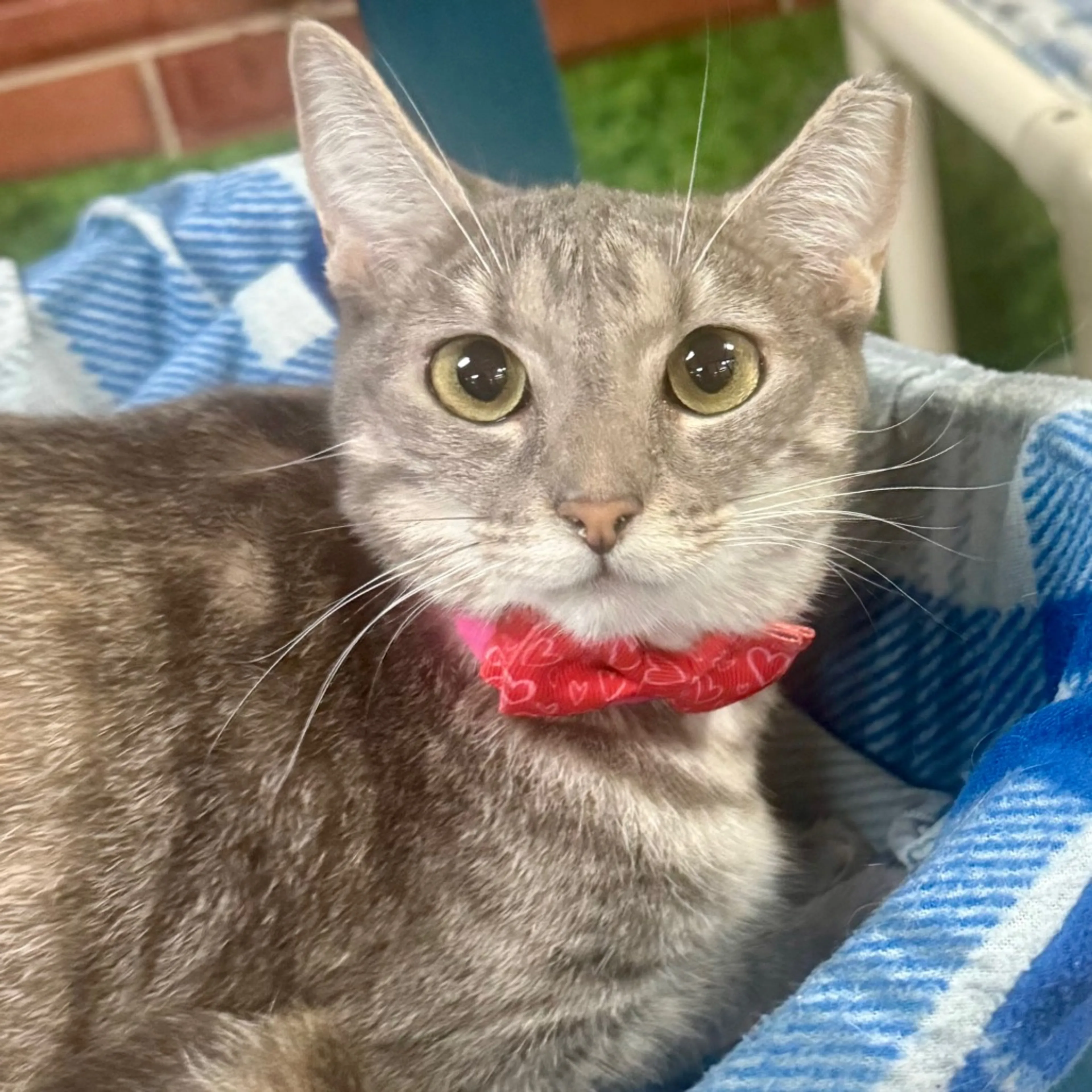 Found pet-1