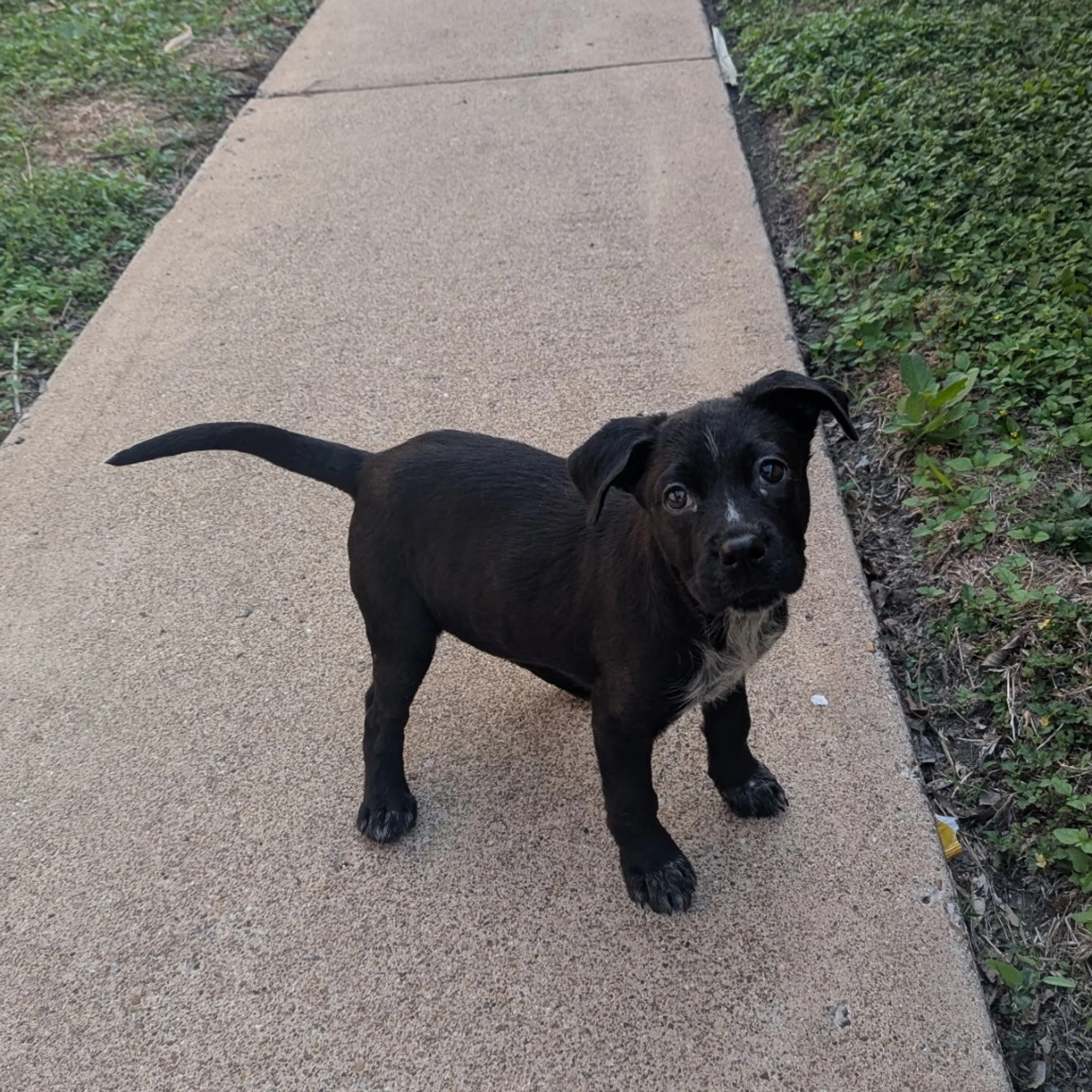 Found pet-3