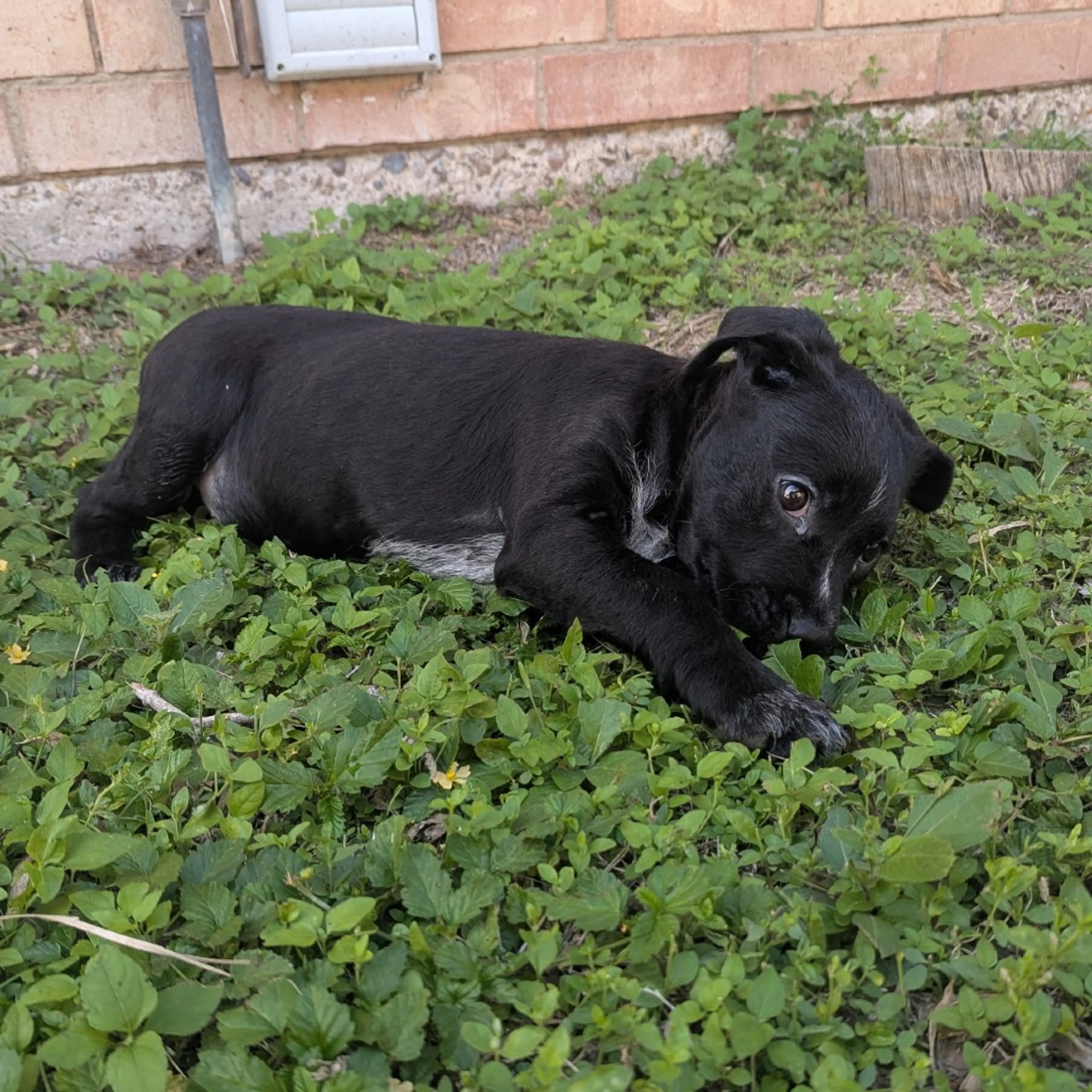 Found pet-4