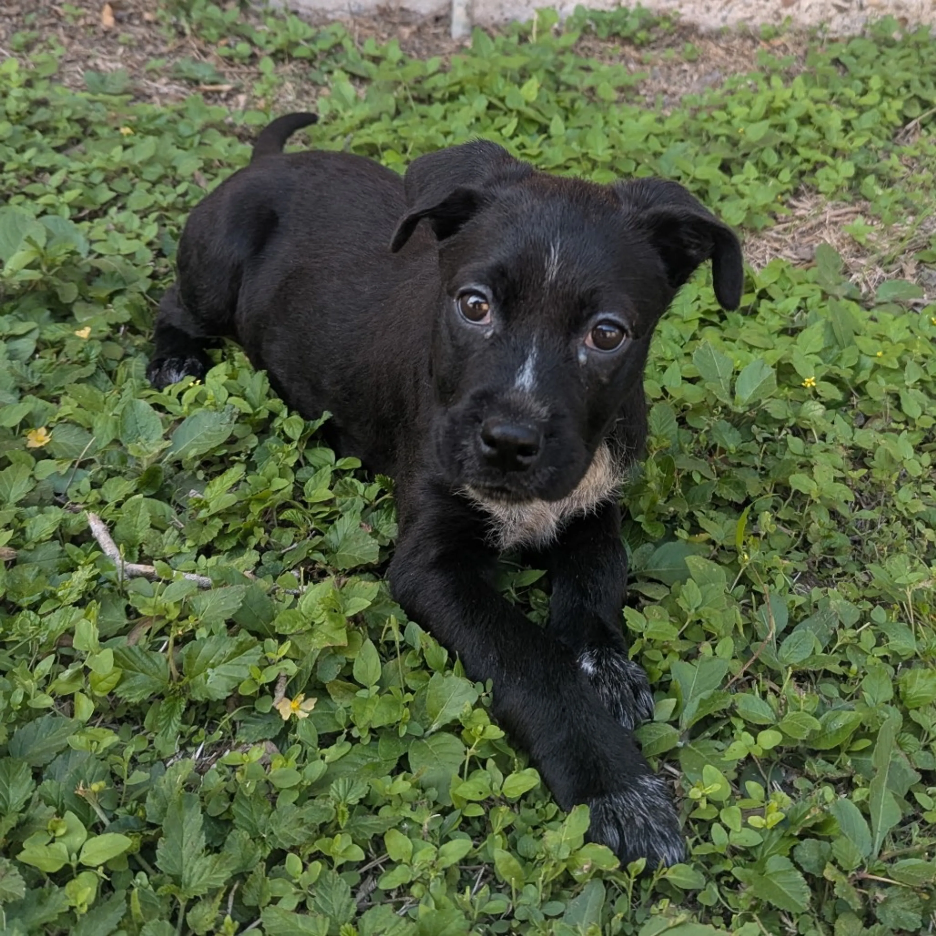 Found pet-2