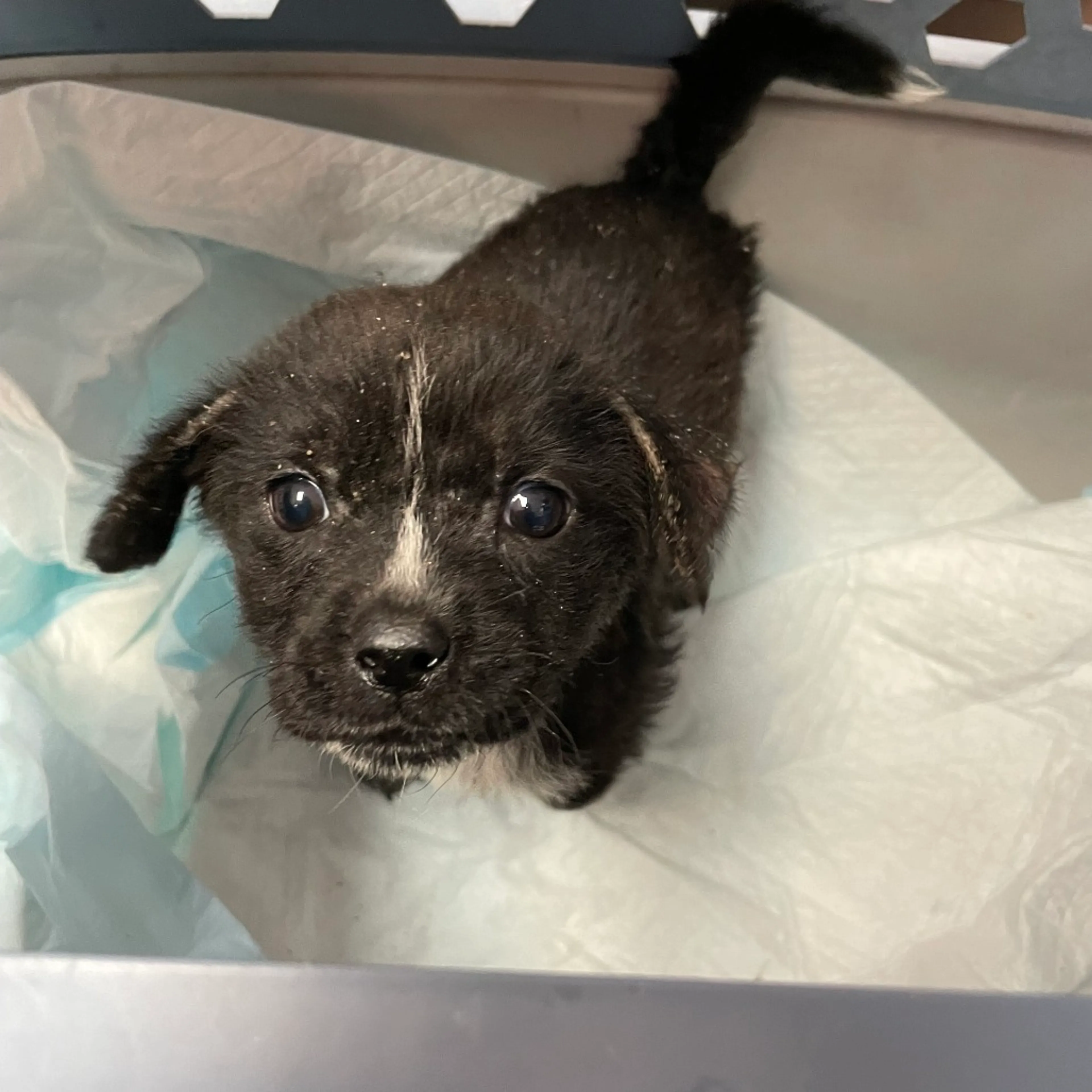 Found pet-1
