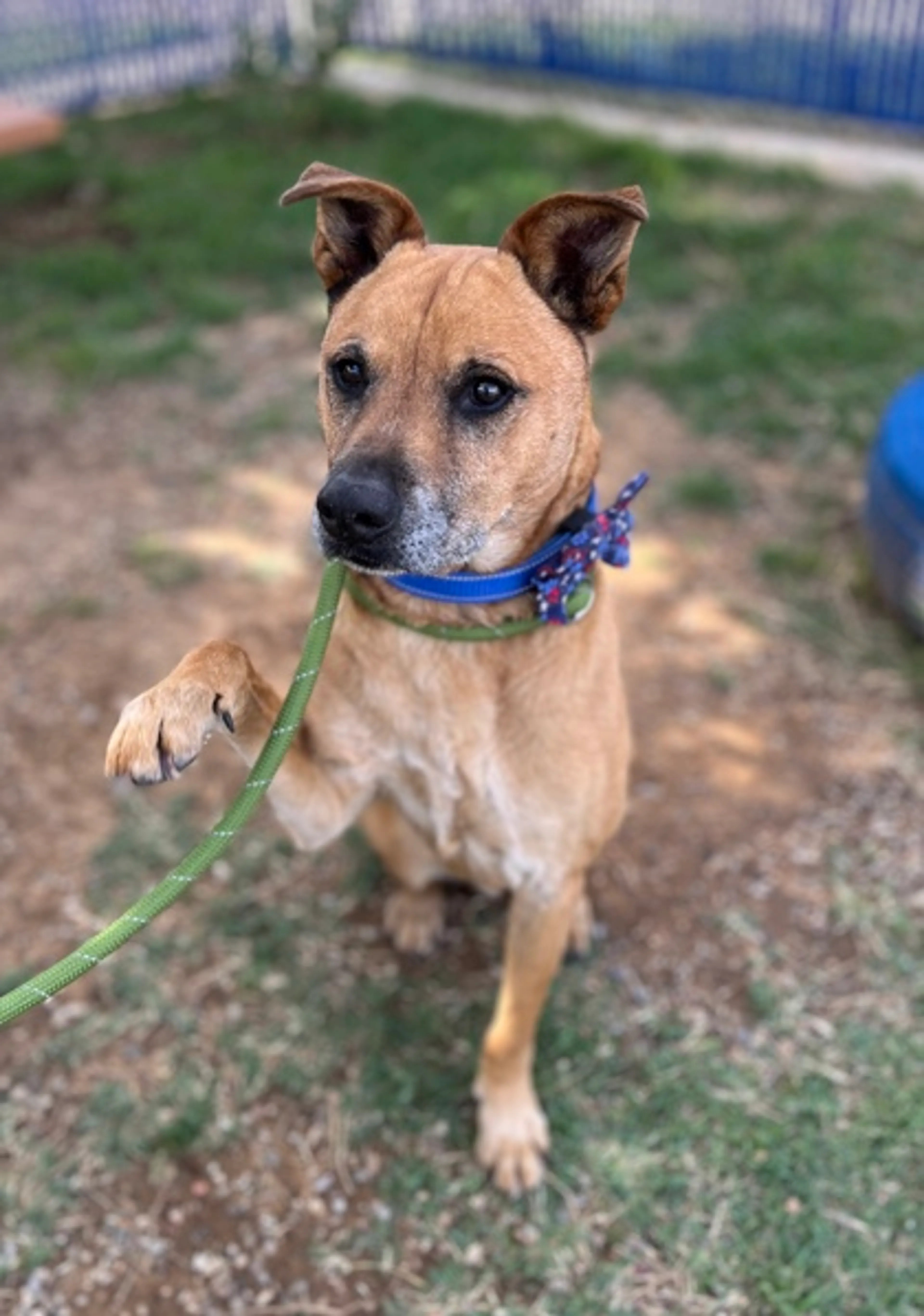 Found pet-2