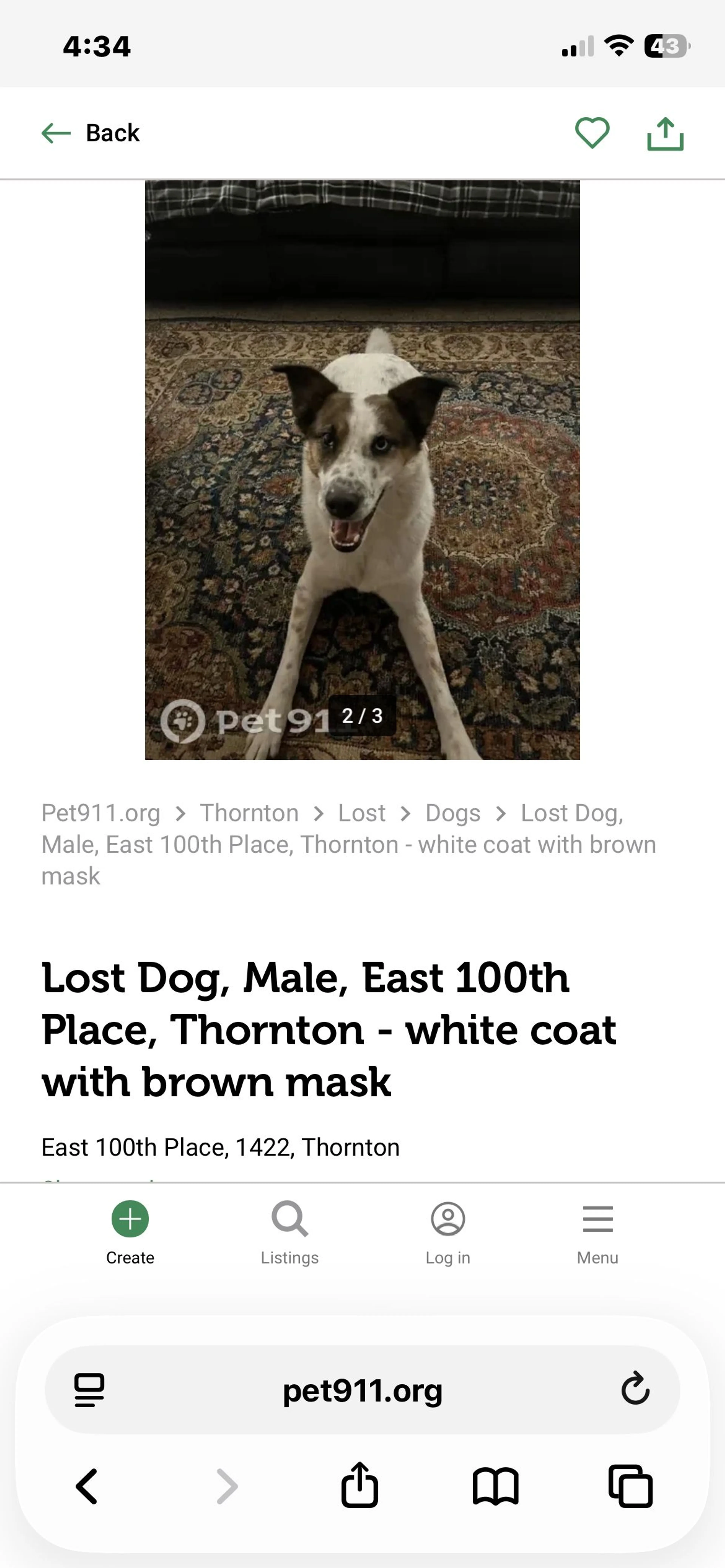 Lost pet-1