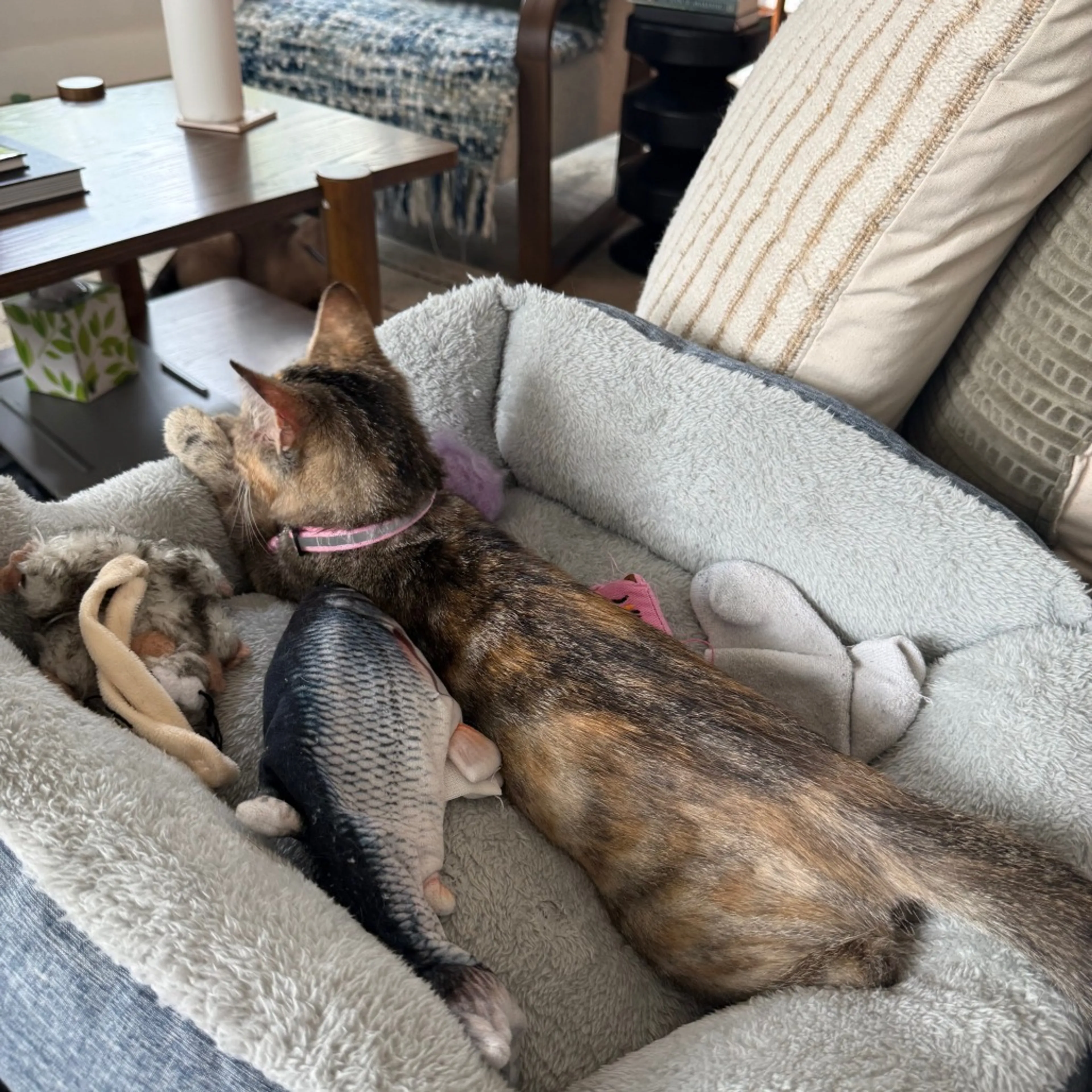 Found pet-2