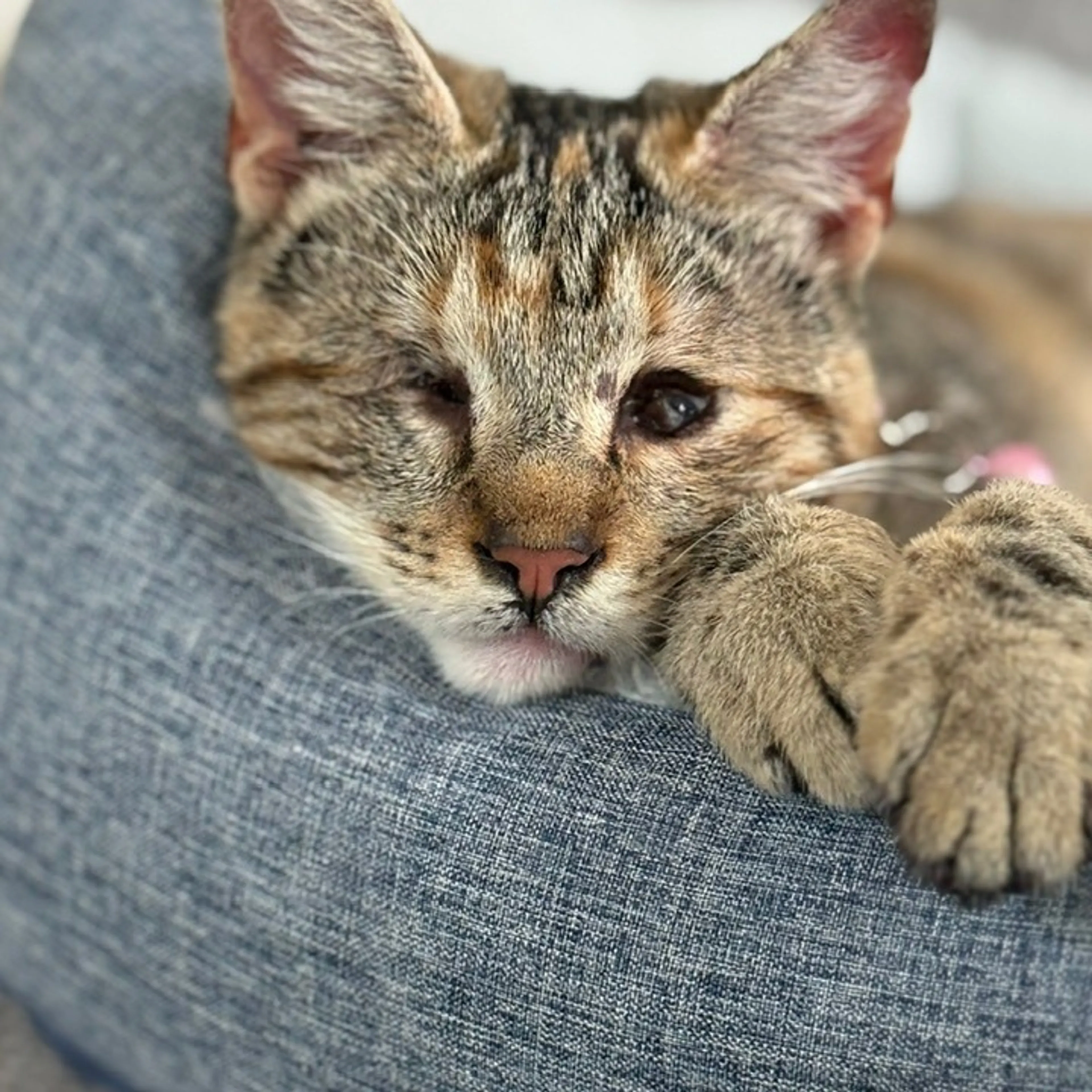 Found pet-5