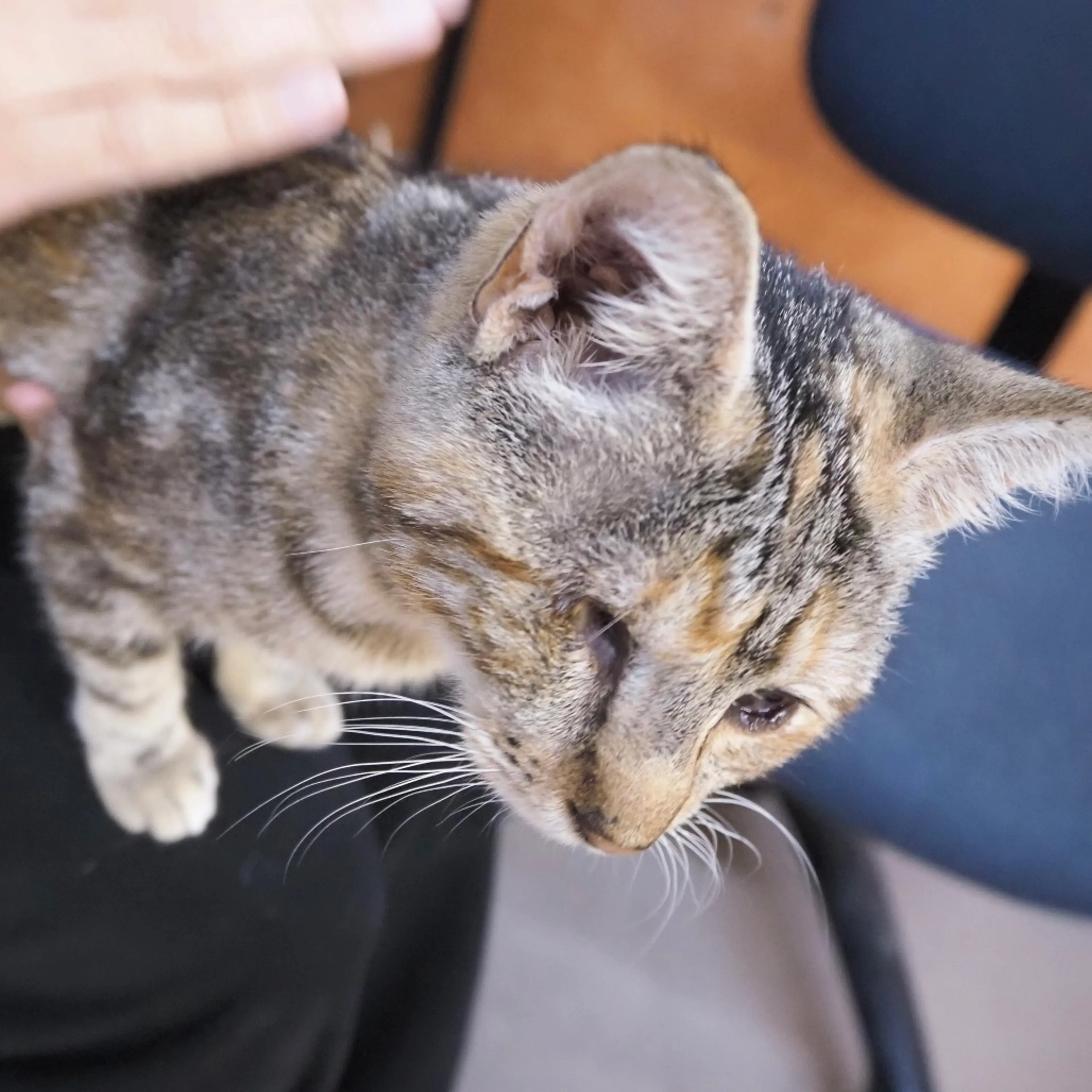 Found pet-1
