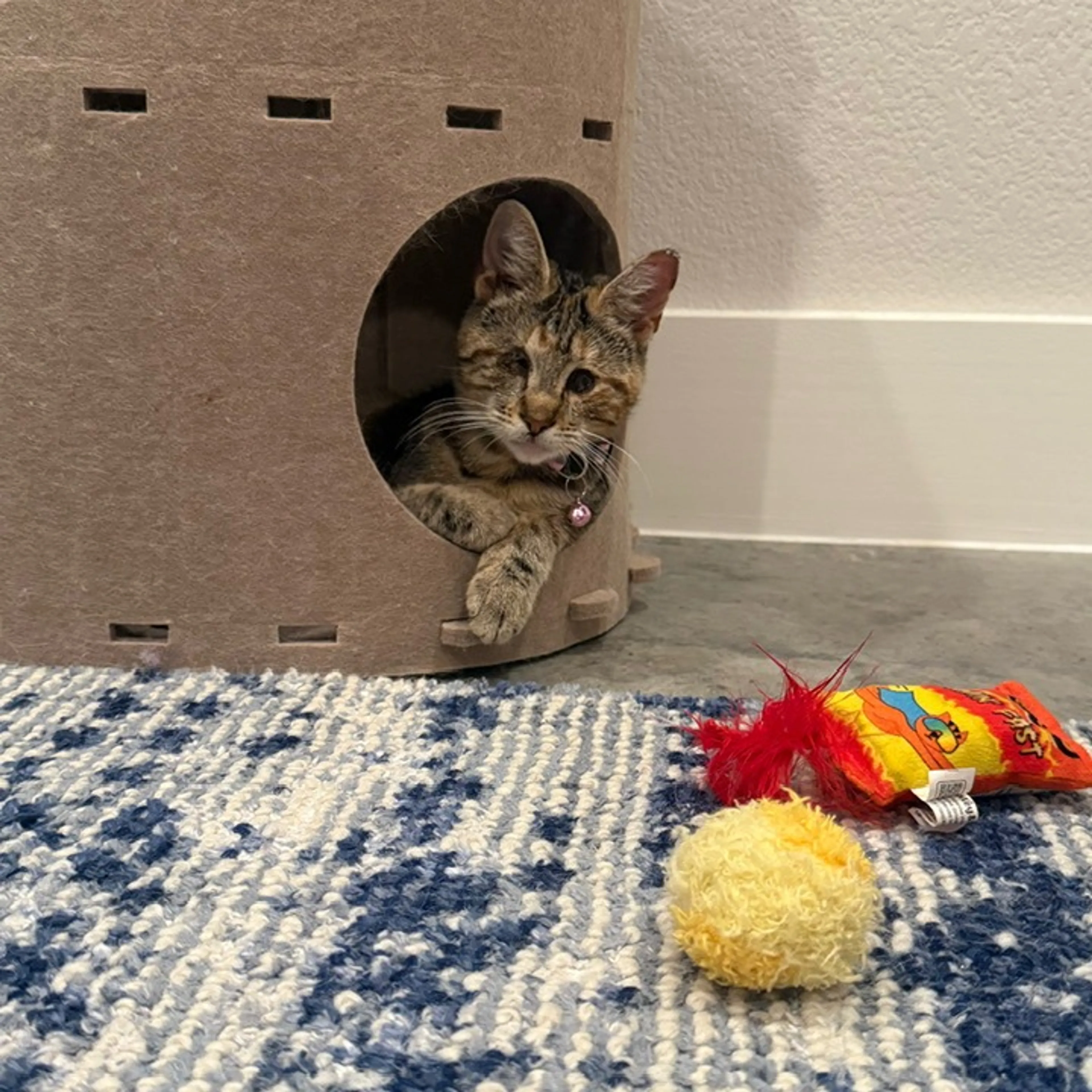Found pet-3