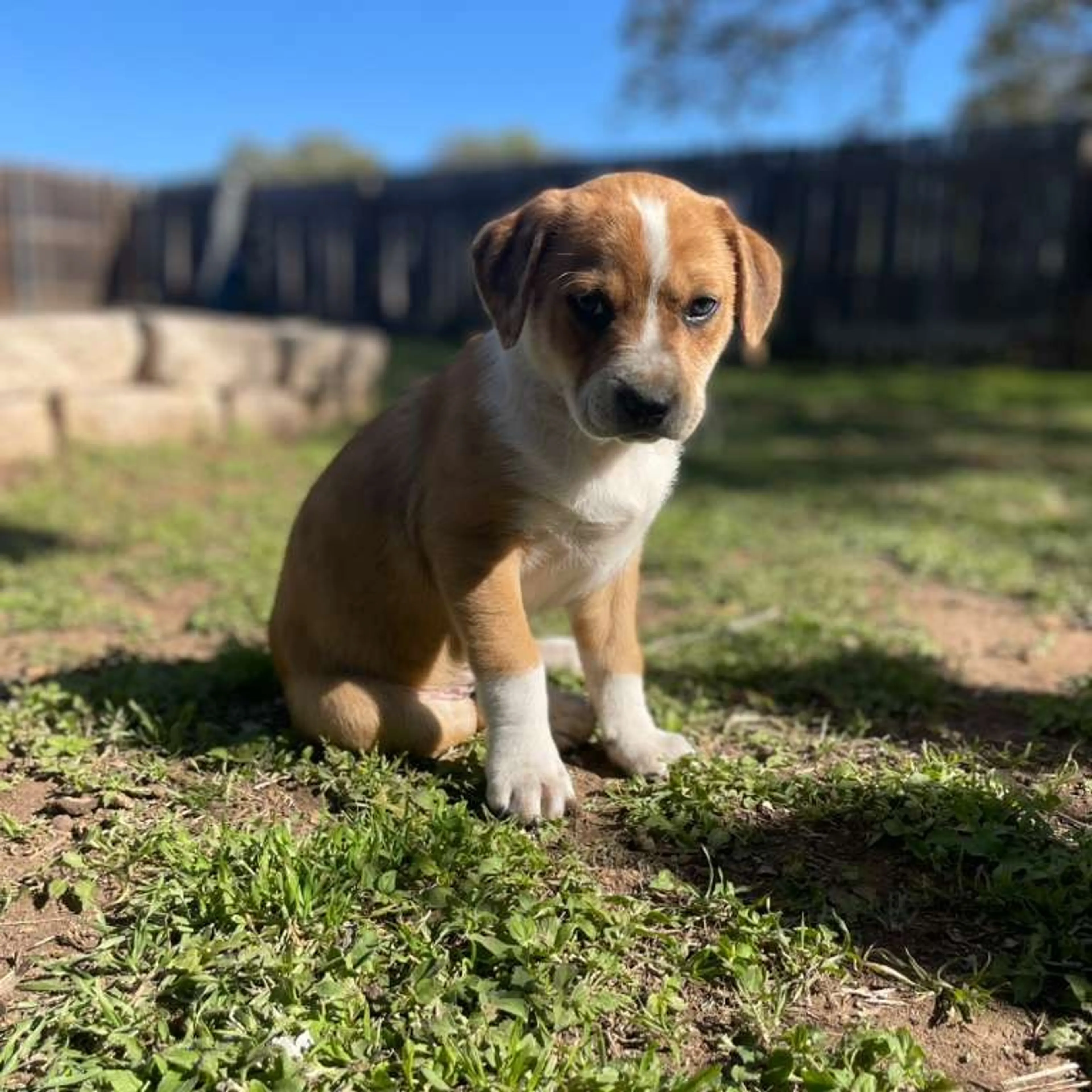 Found pet-1