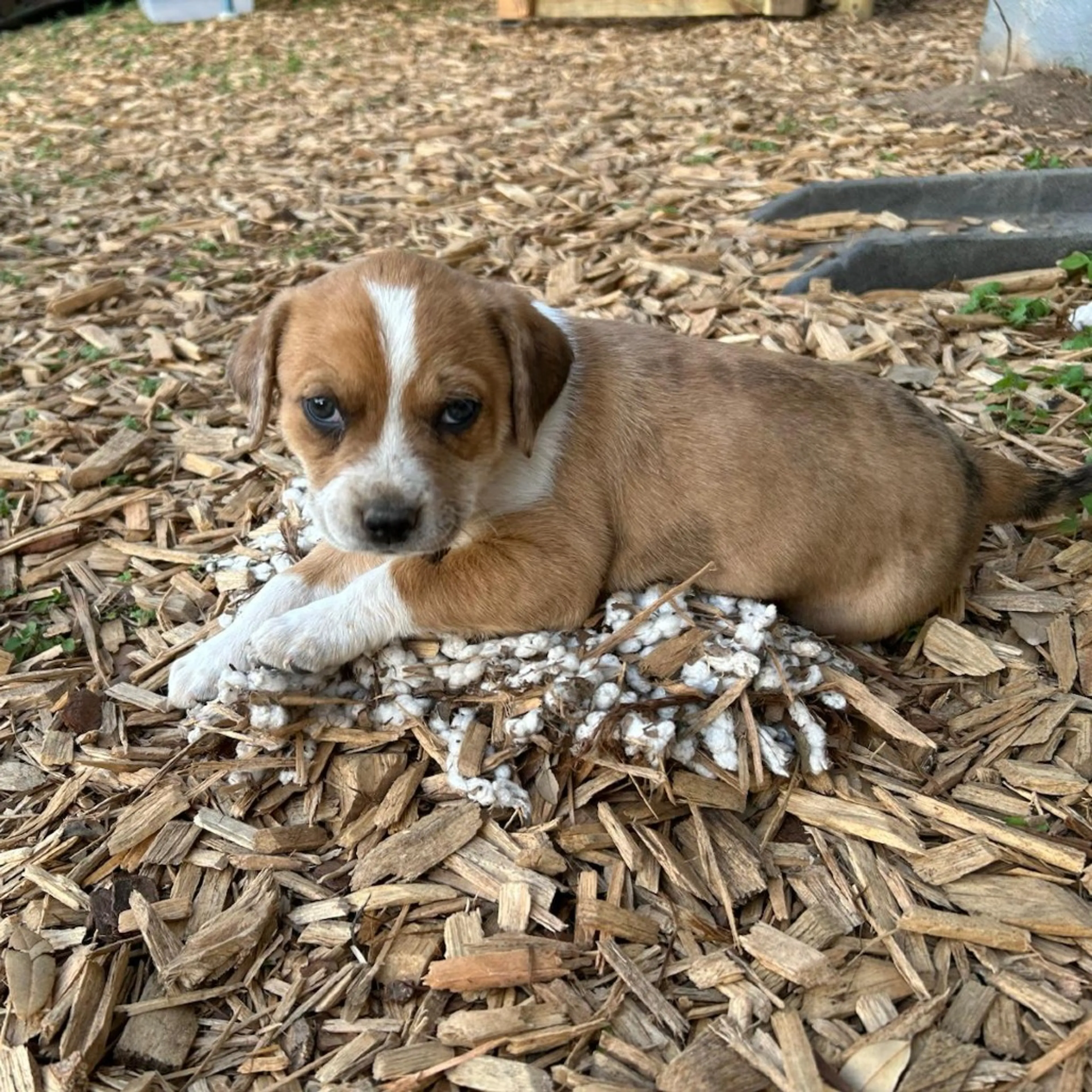 Found pet-0