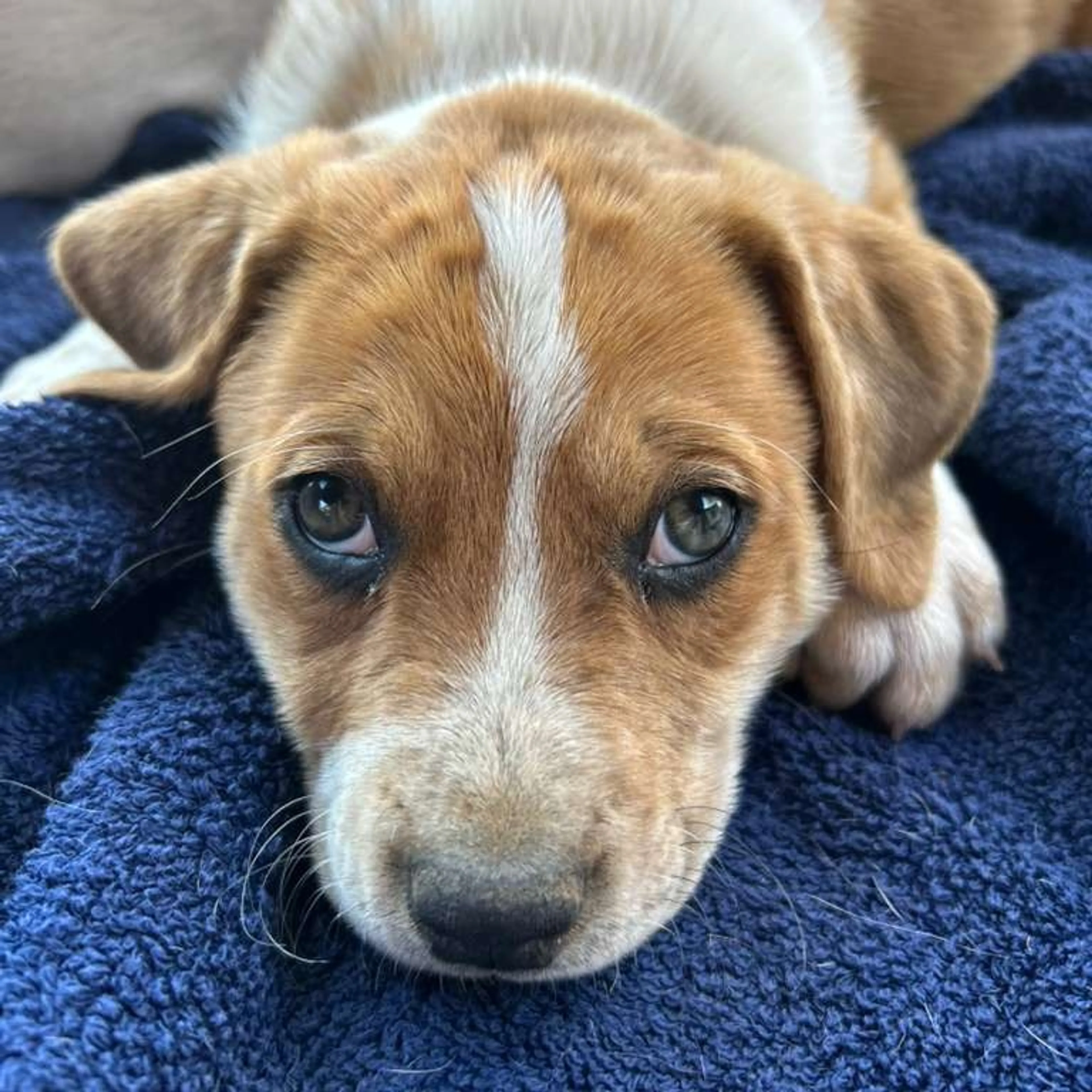 Found pet-2