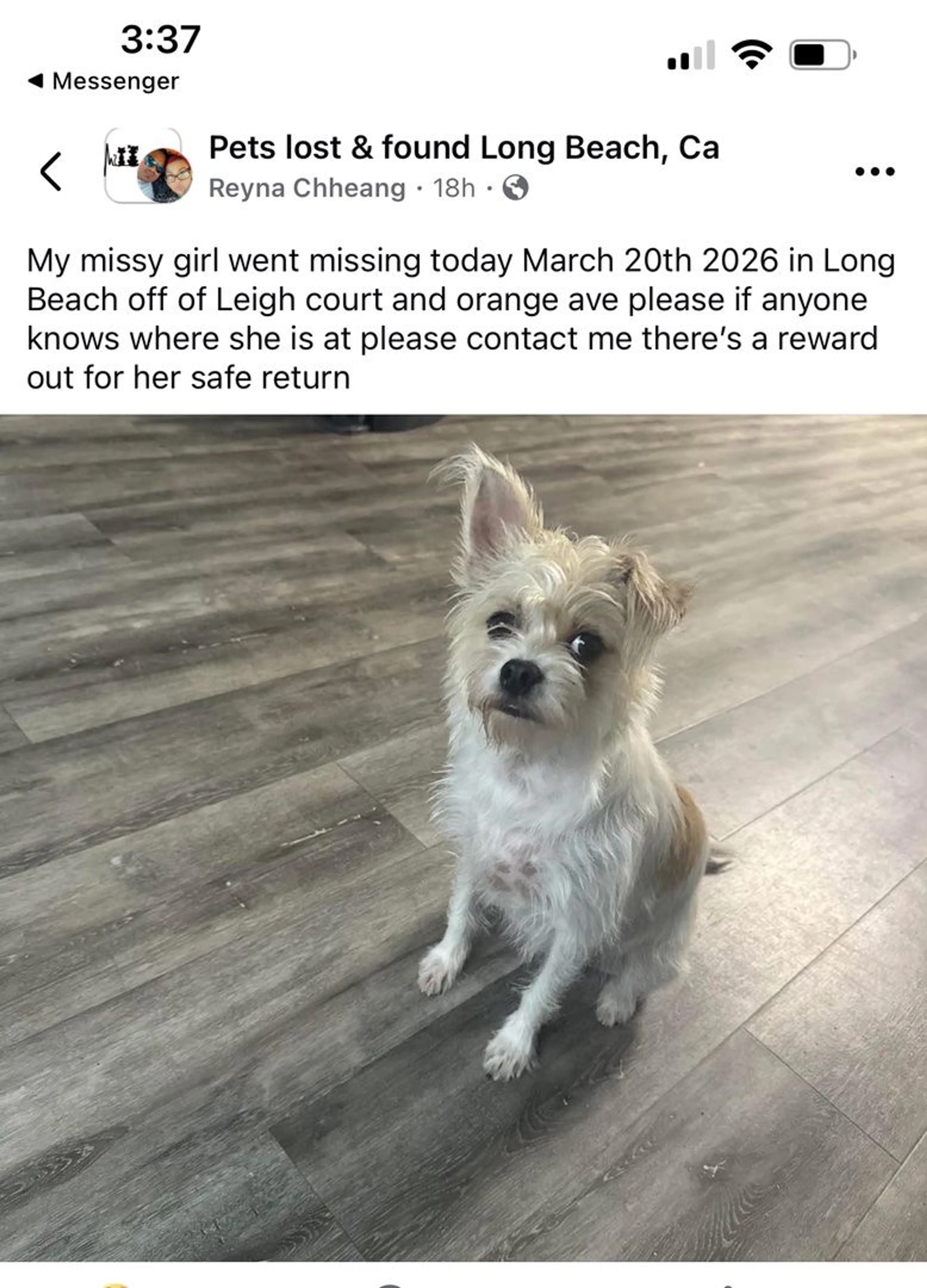 Lost pet