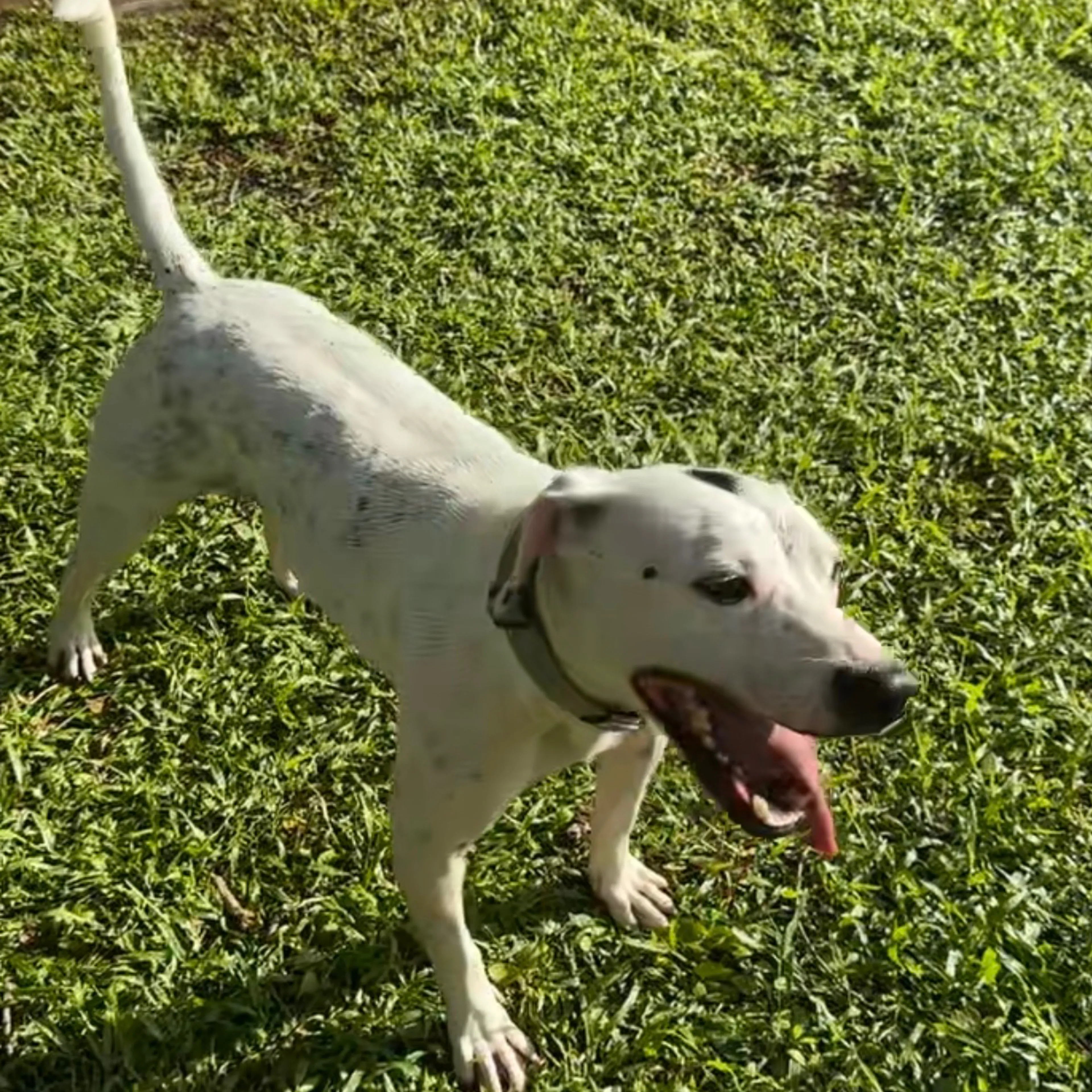 Lost pet-1