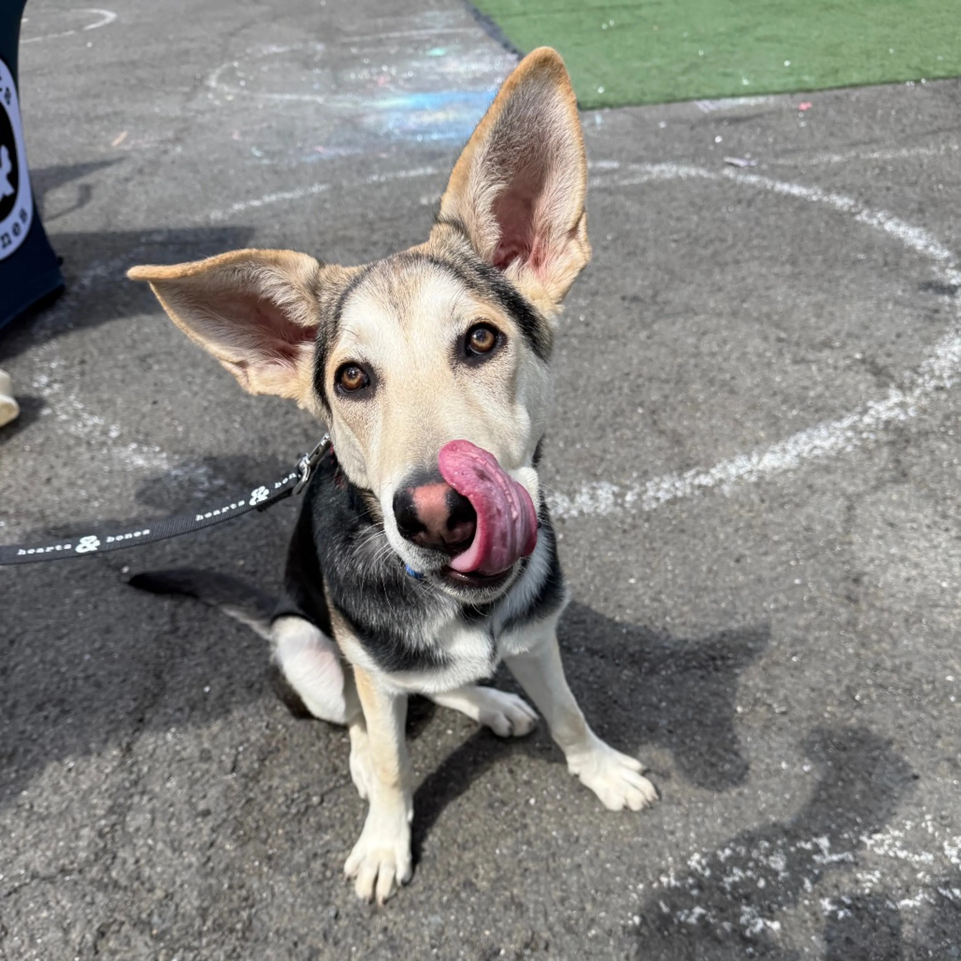Found pet-8