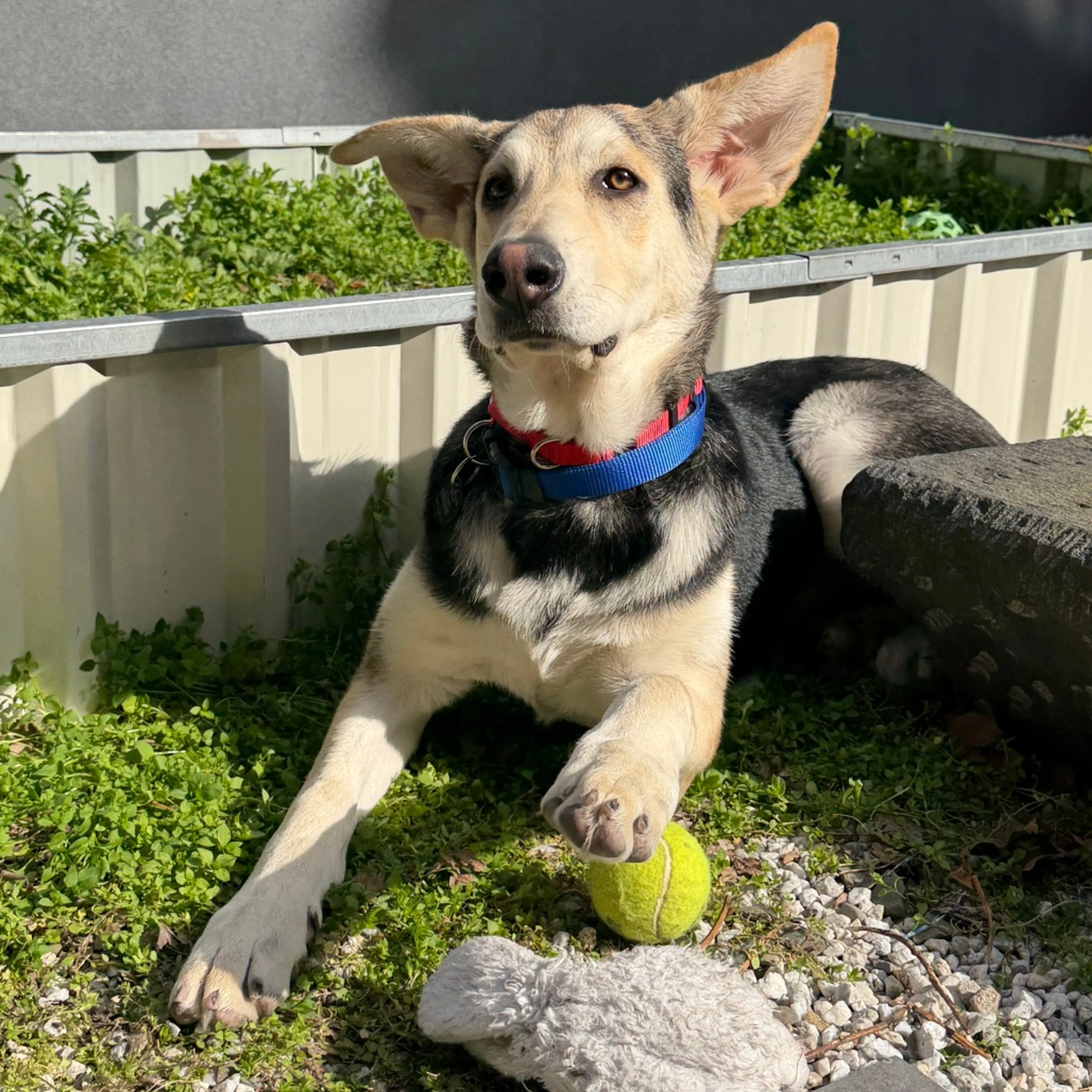 Found pet-7