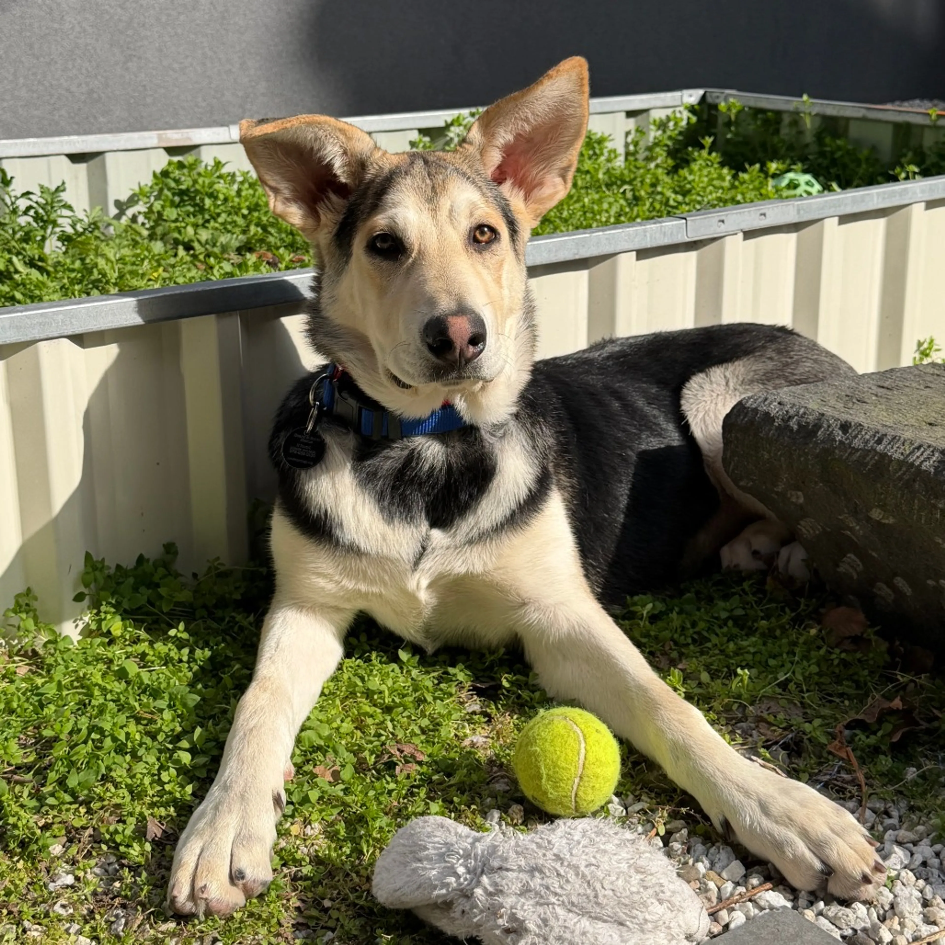 Found pet-6