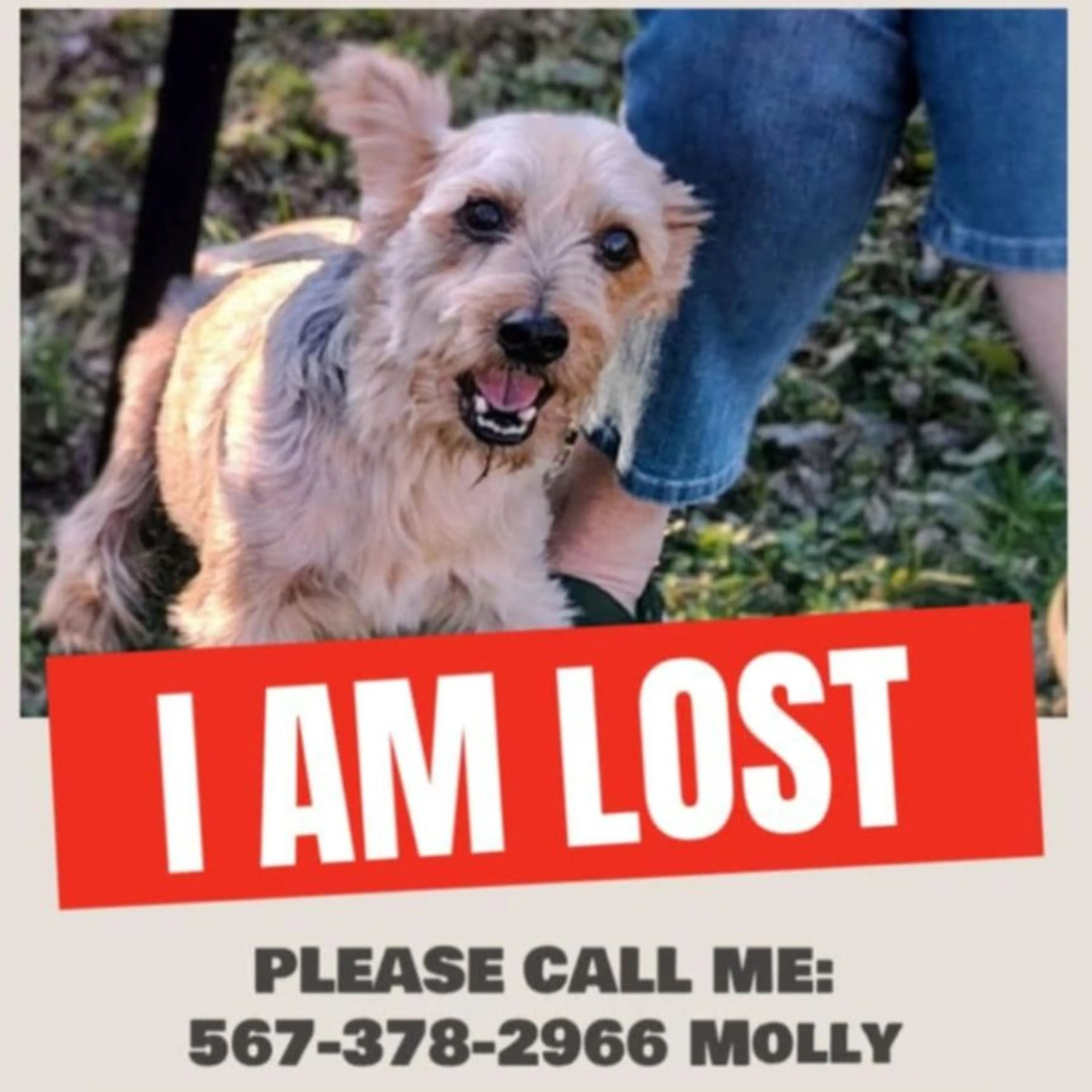 Lost pet