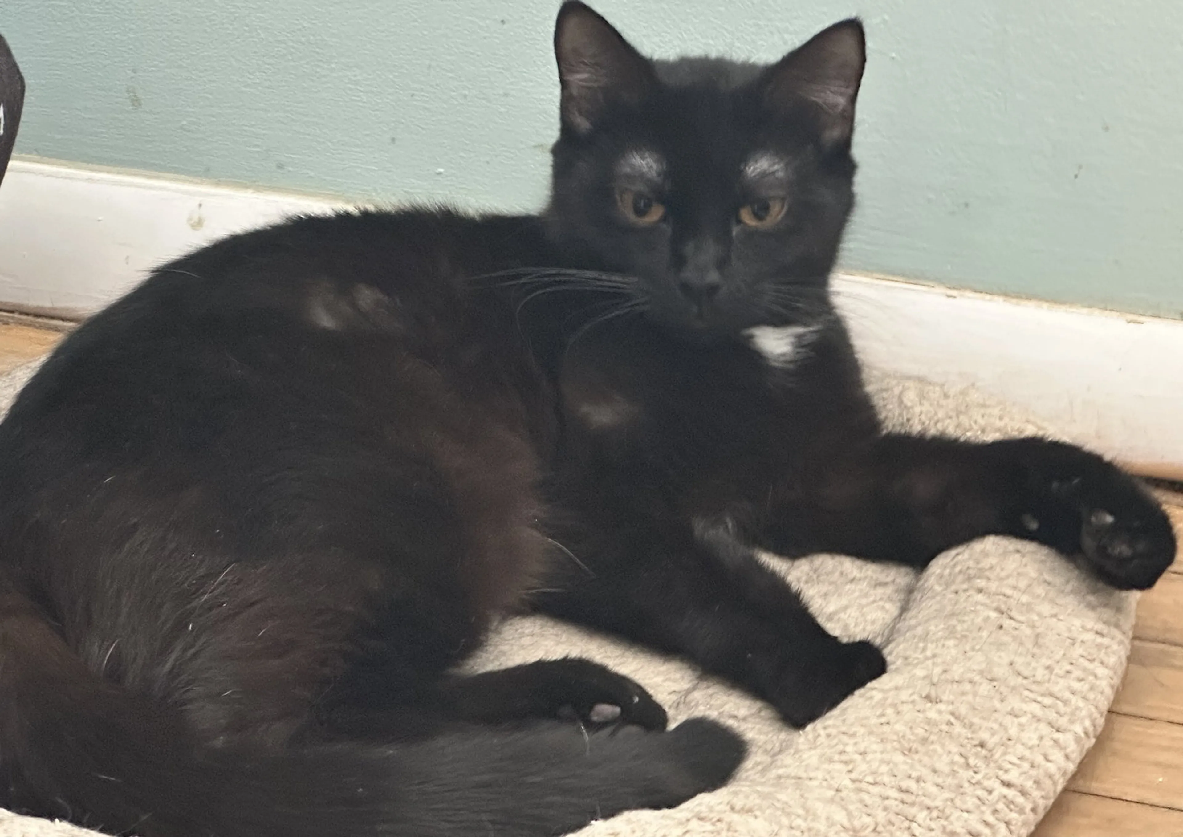 Found pet-1