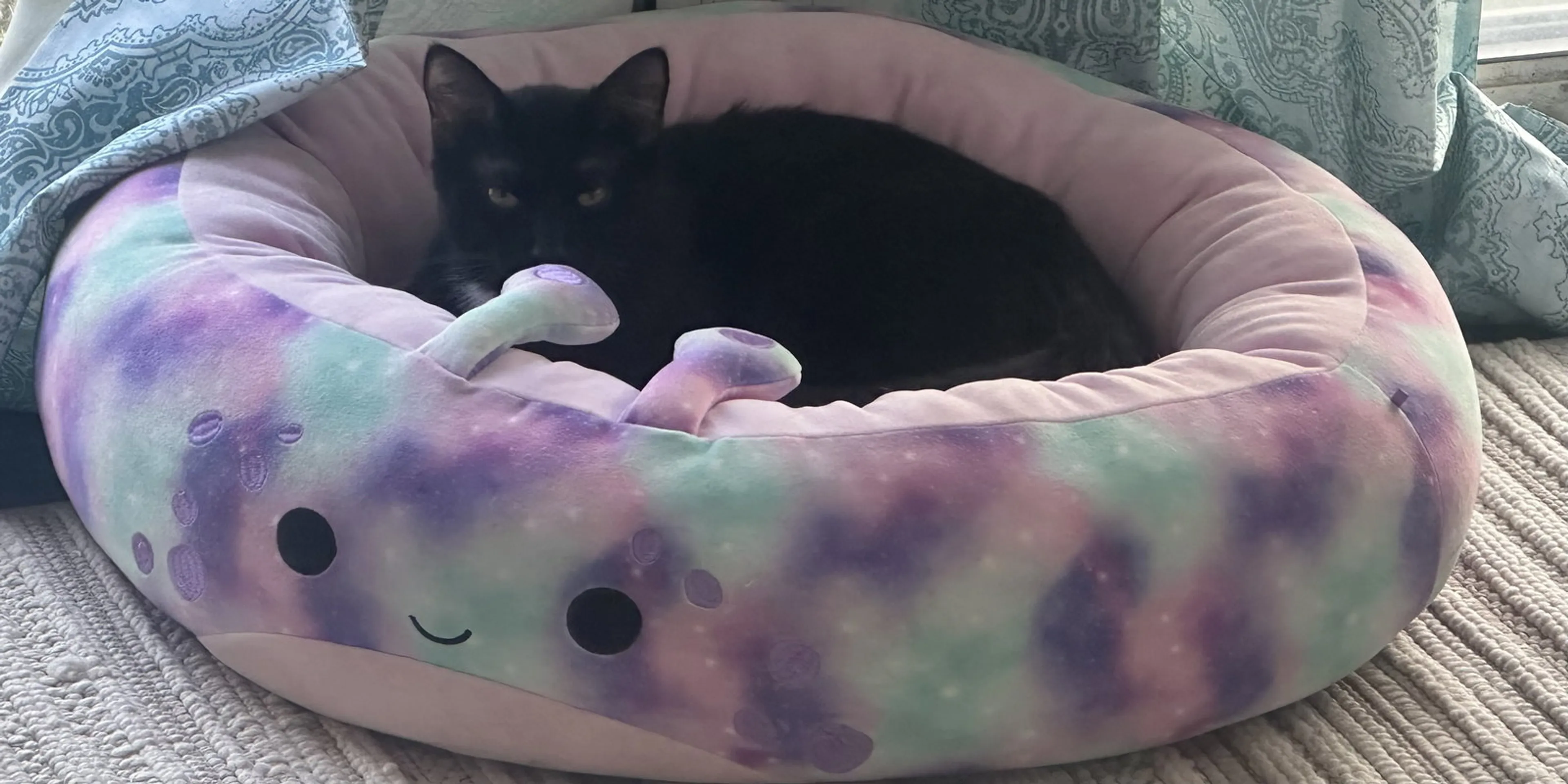 Found pet-2