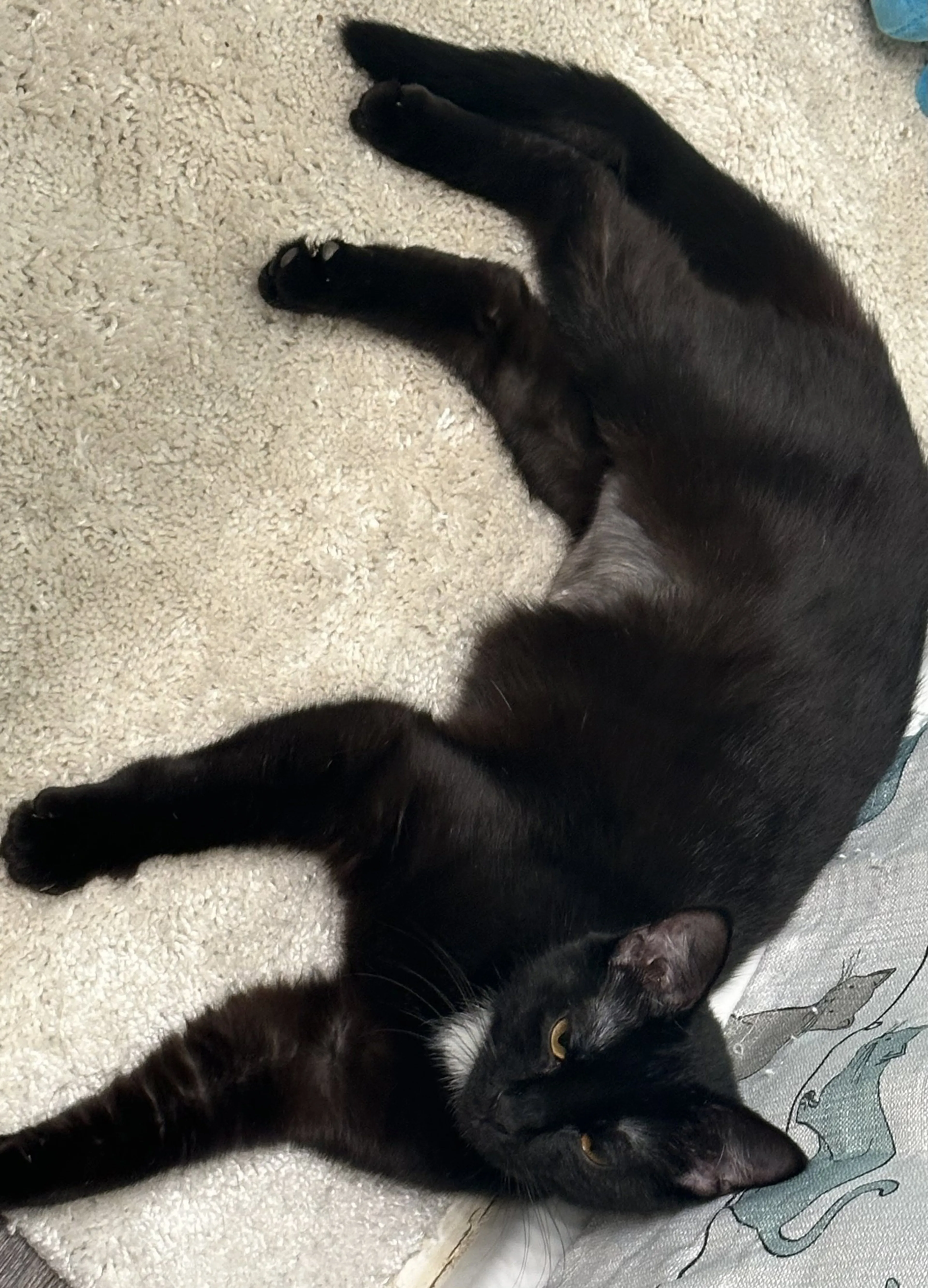 Found pet-4