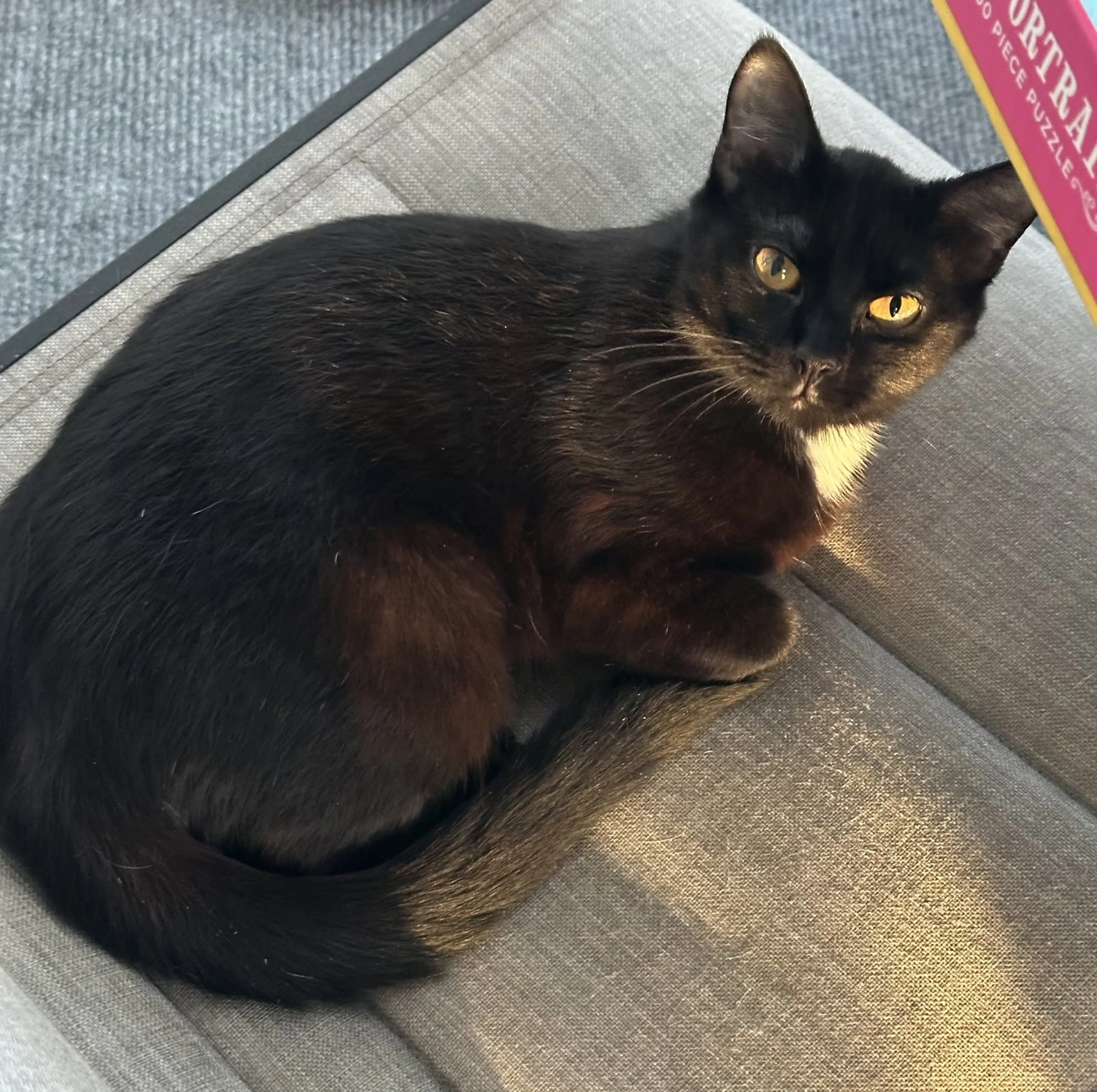 Found pet-3