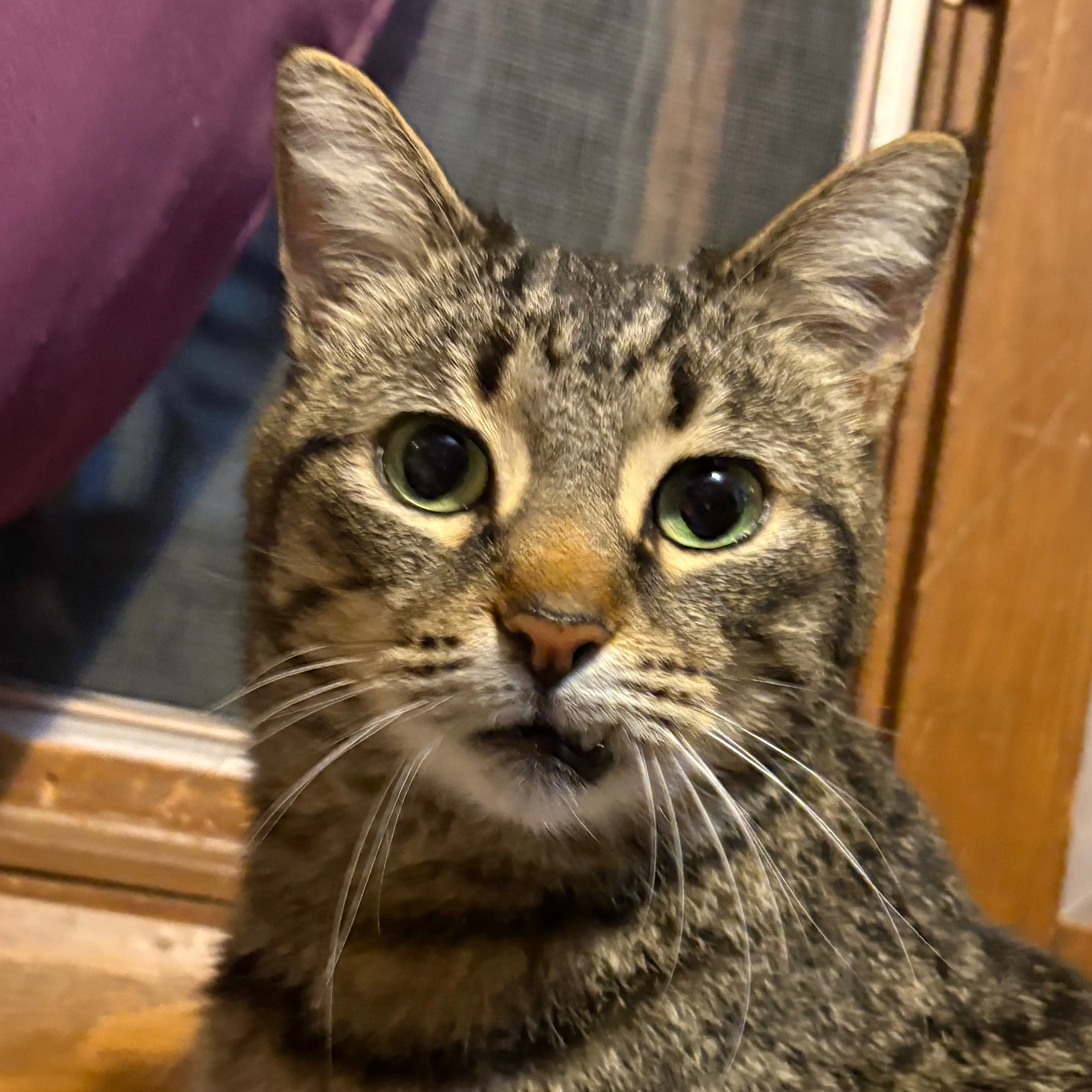 Found pet-1