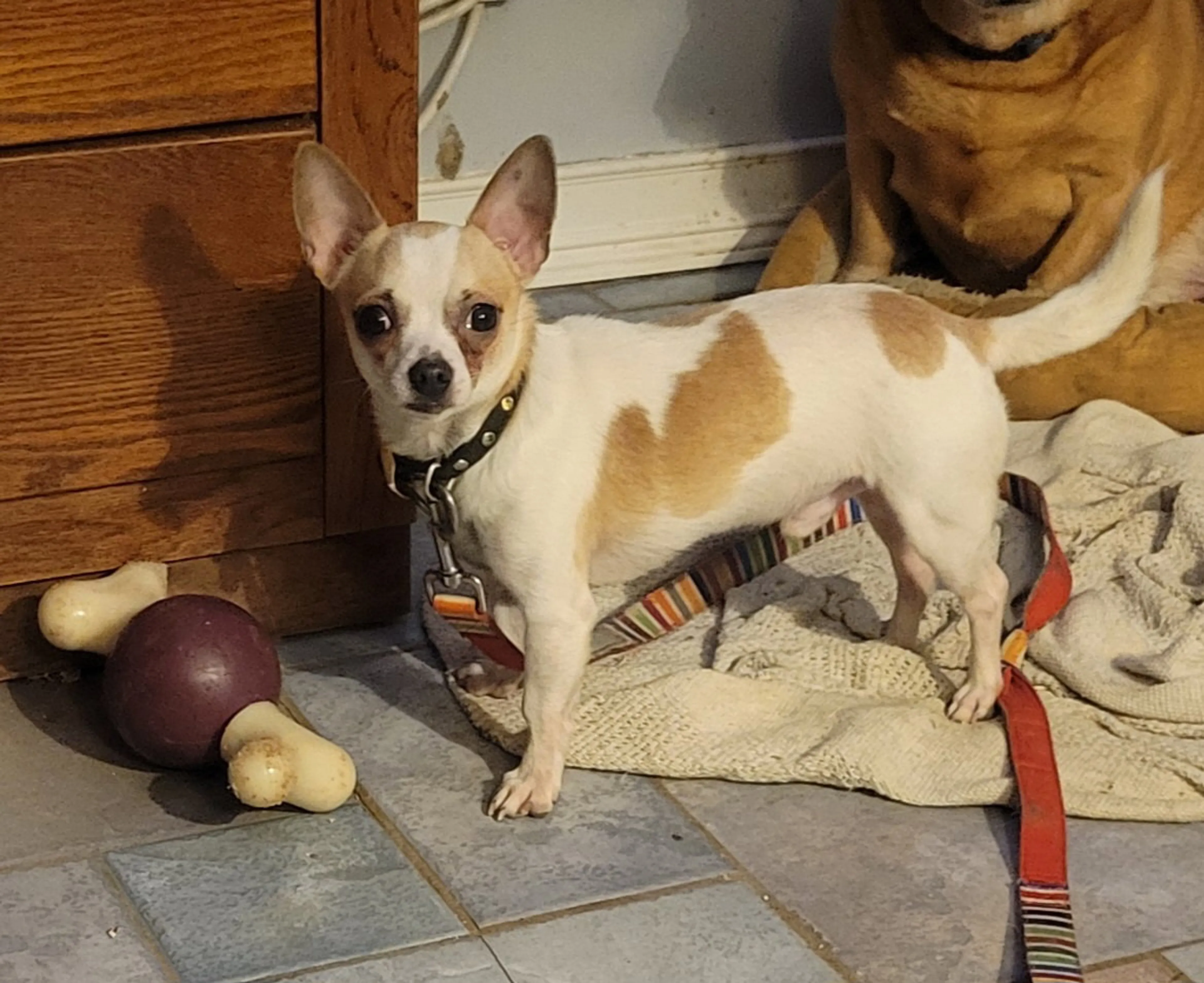Found pet-0