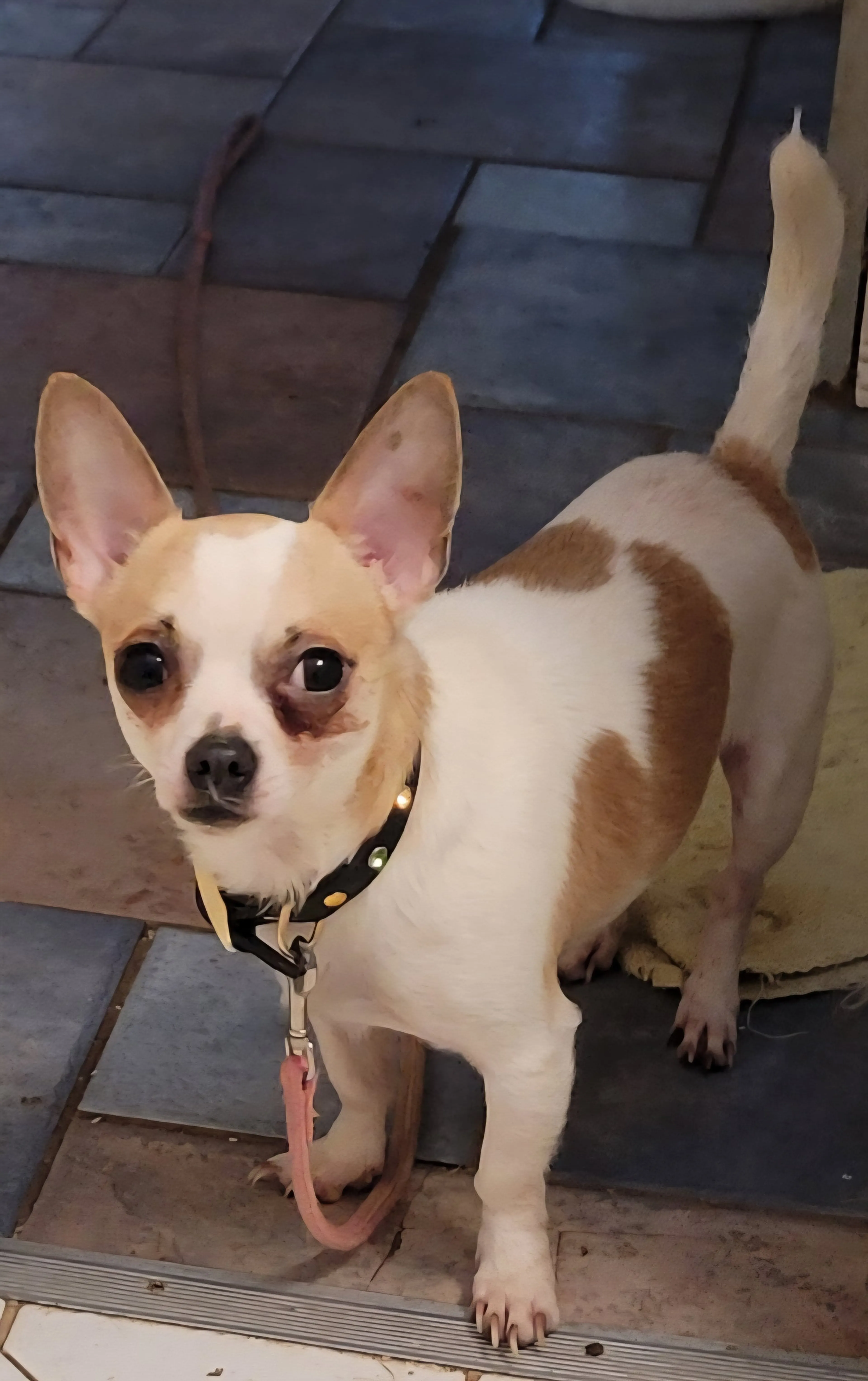 Found pet-1