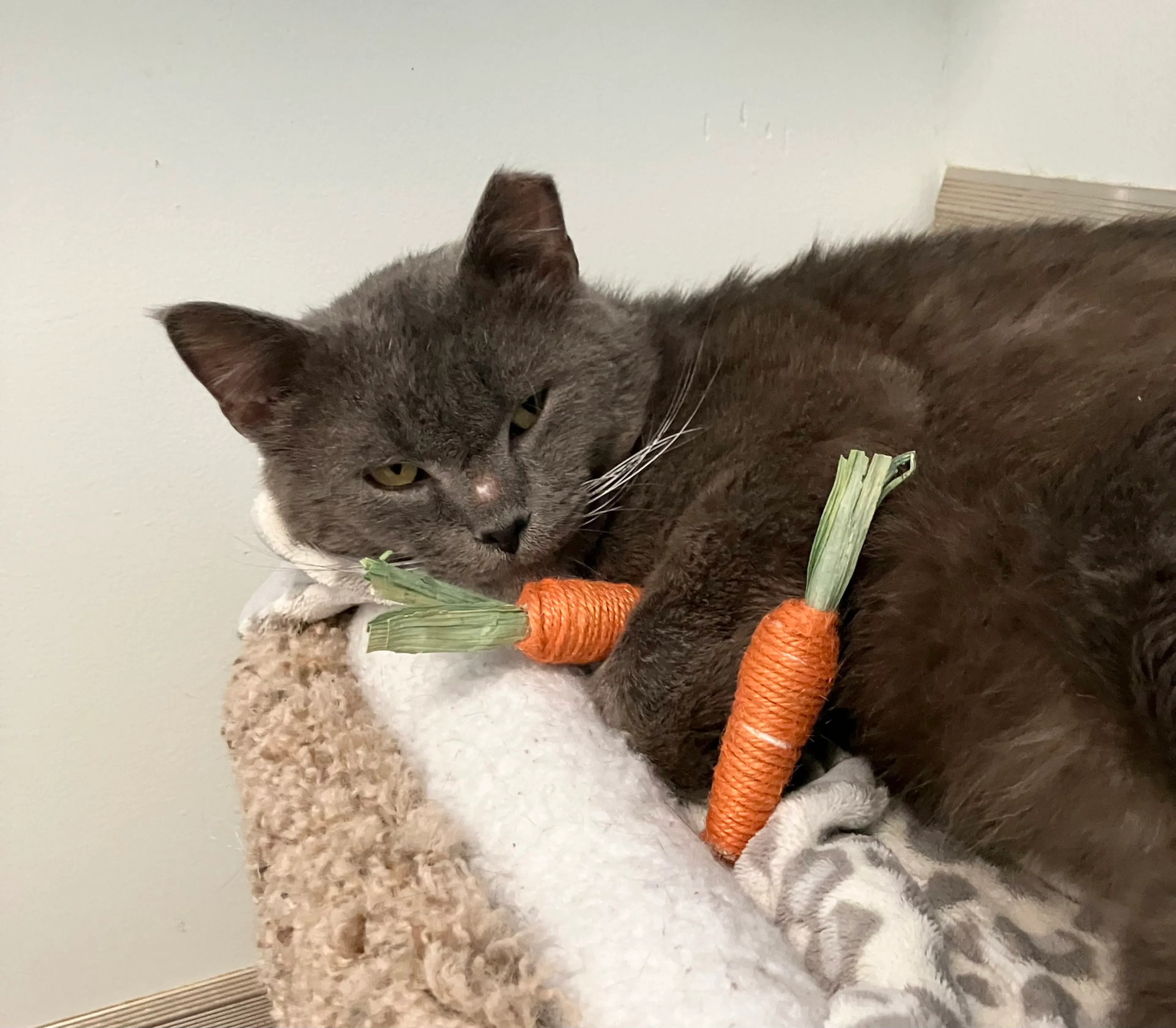 Found pet-3