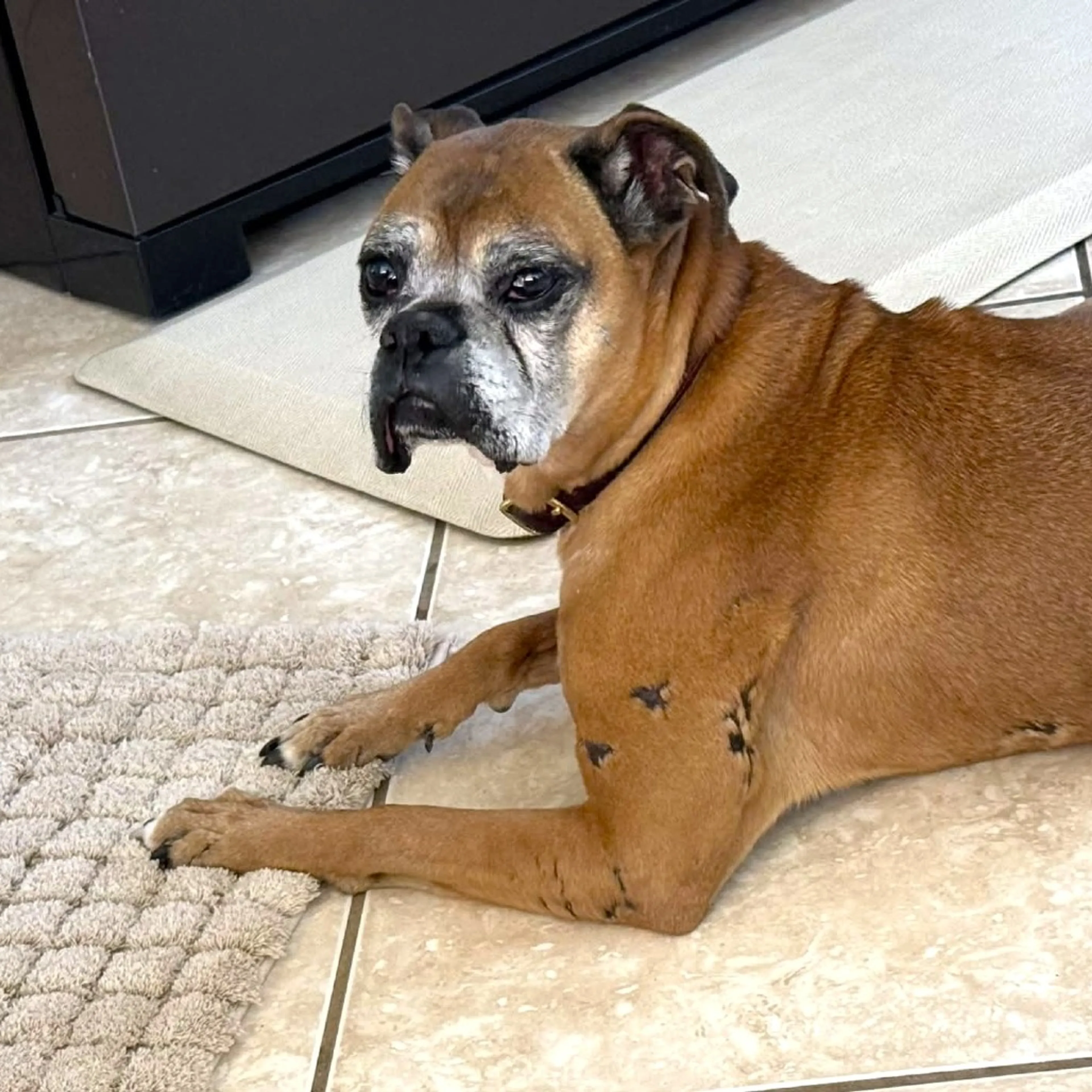 Found pet-2