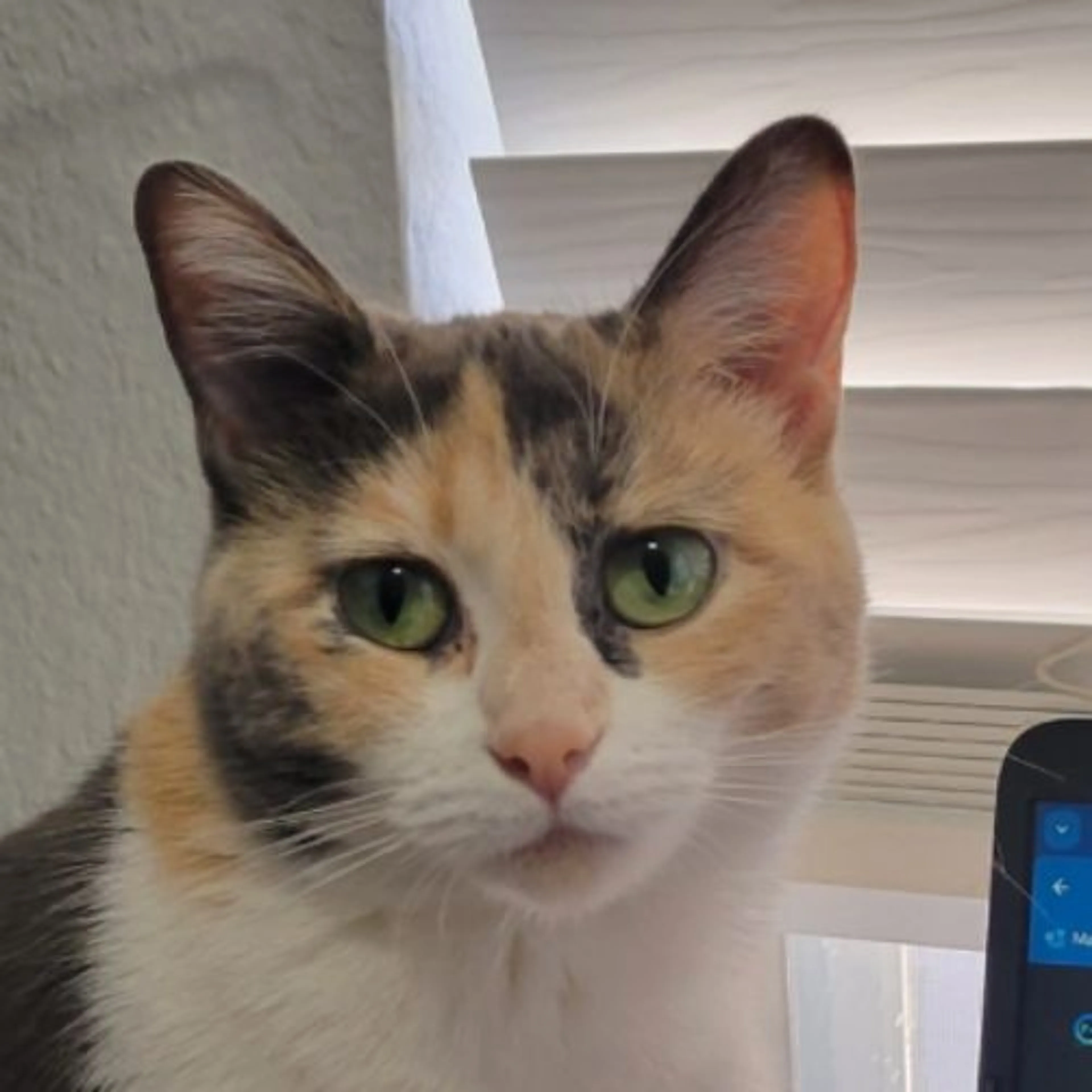 Lost pet-0