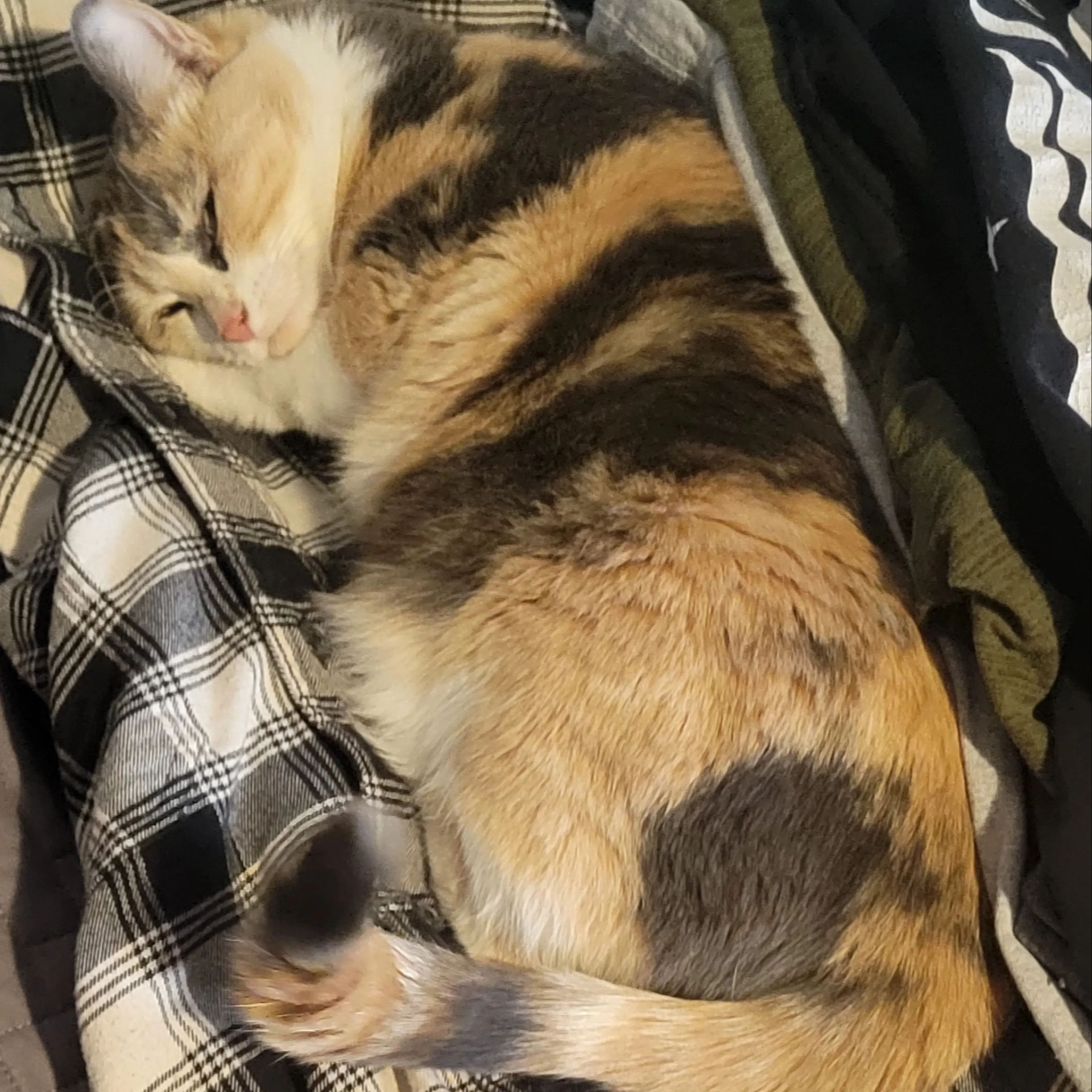 Lost pet-1