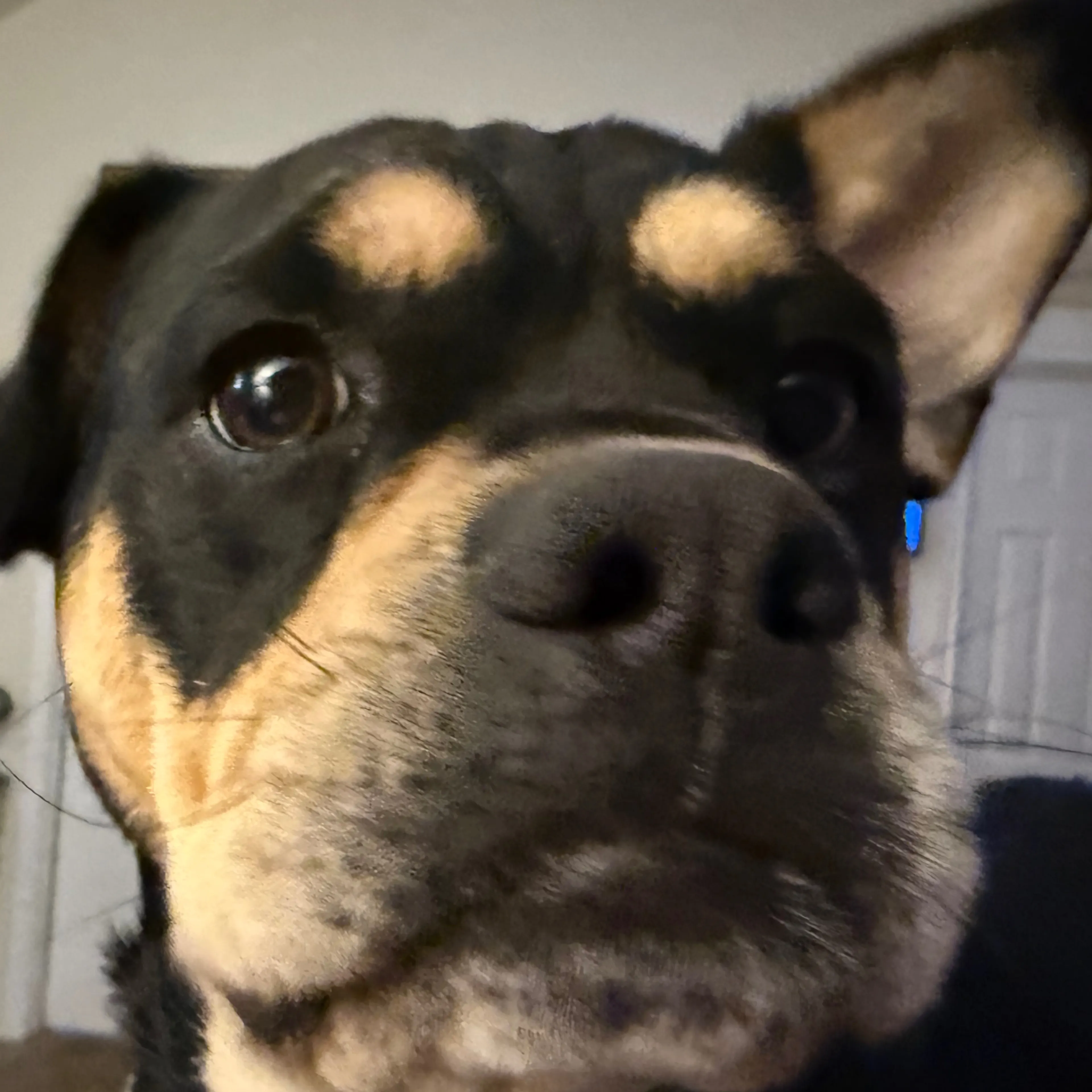 Lost pet-2