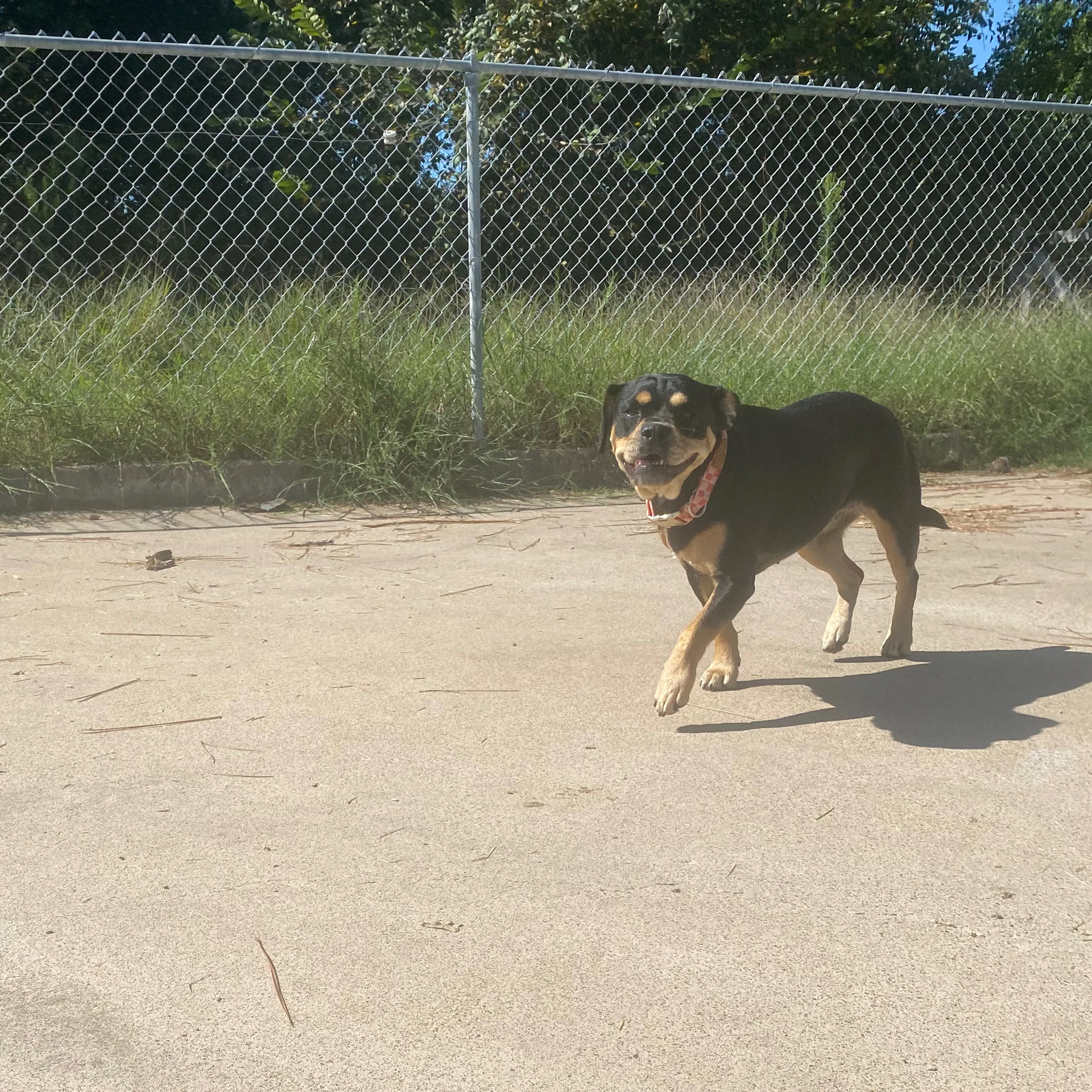 Lost pet-1