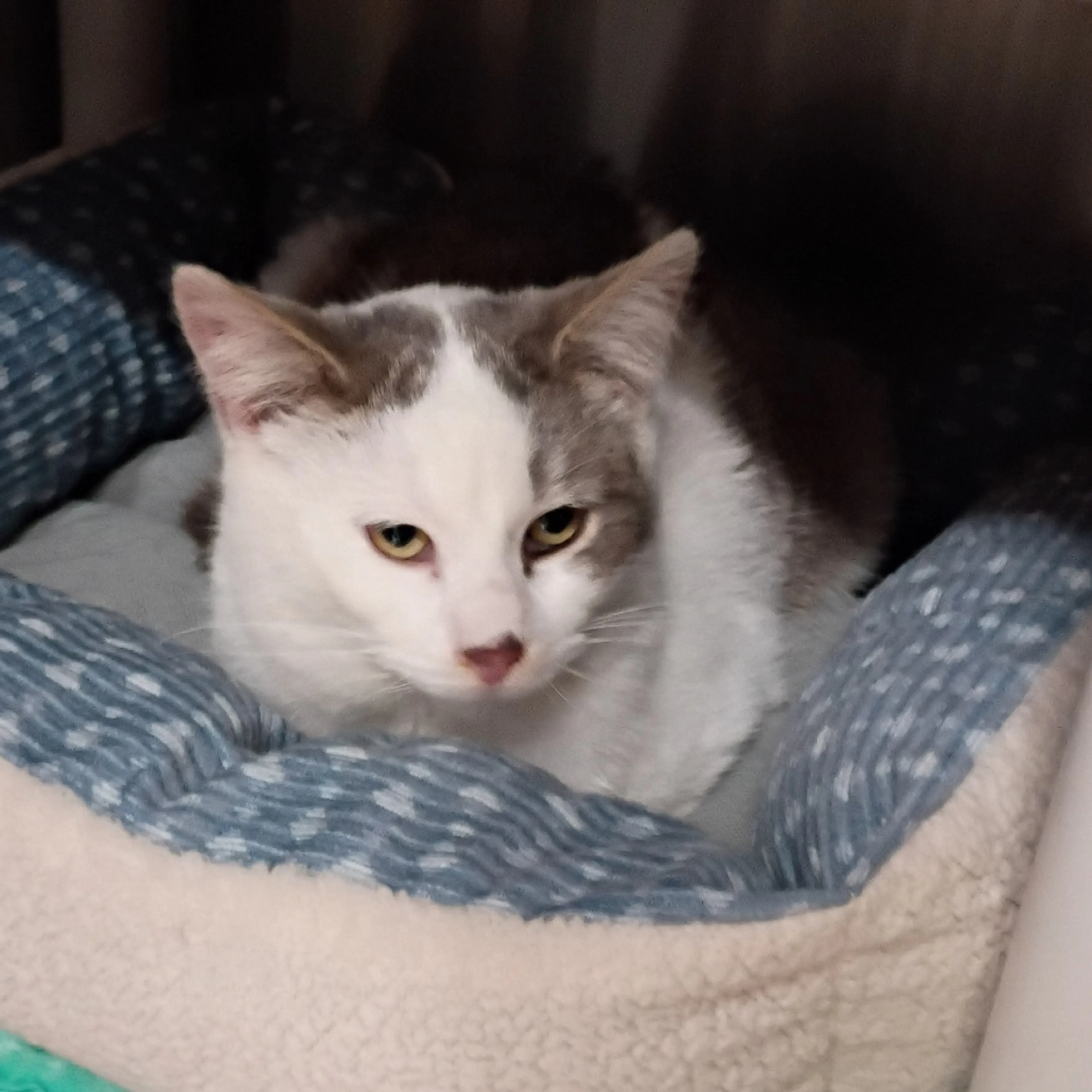 Found pet-2