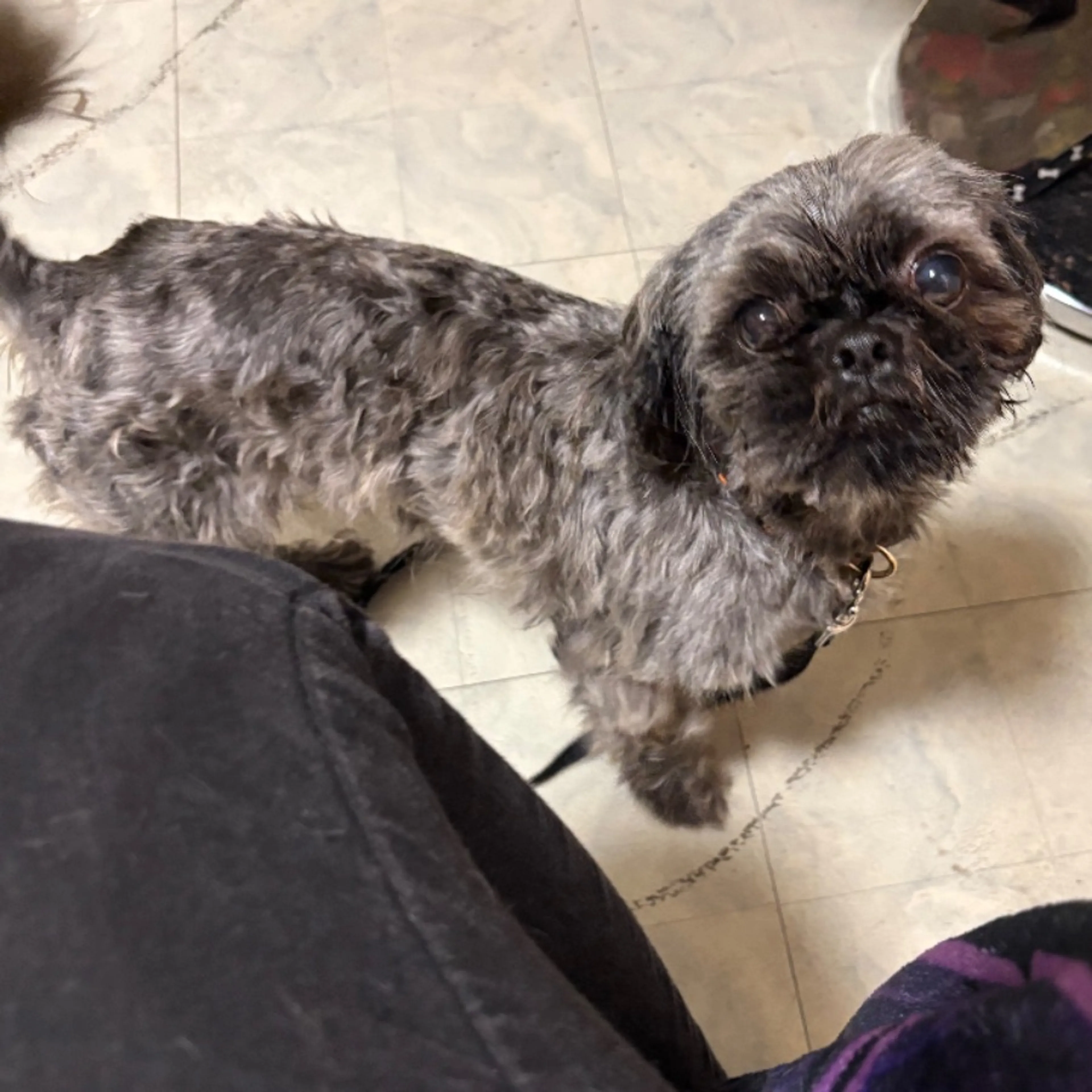 Lost pet