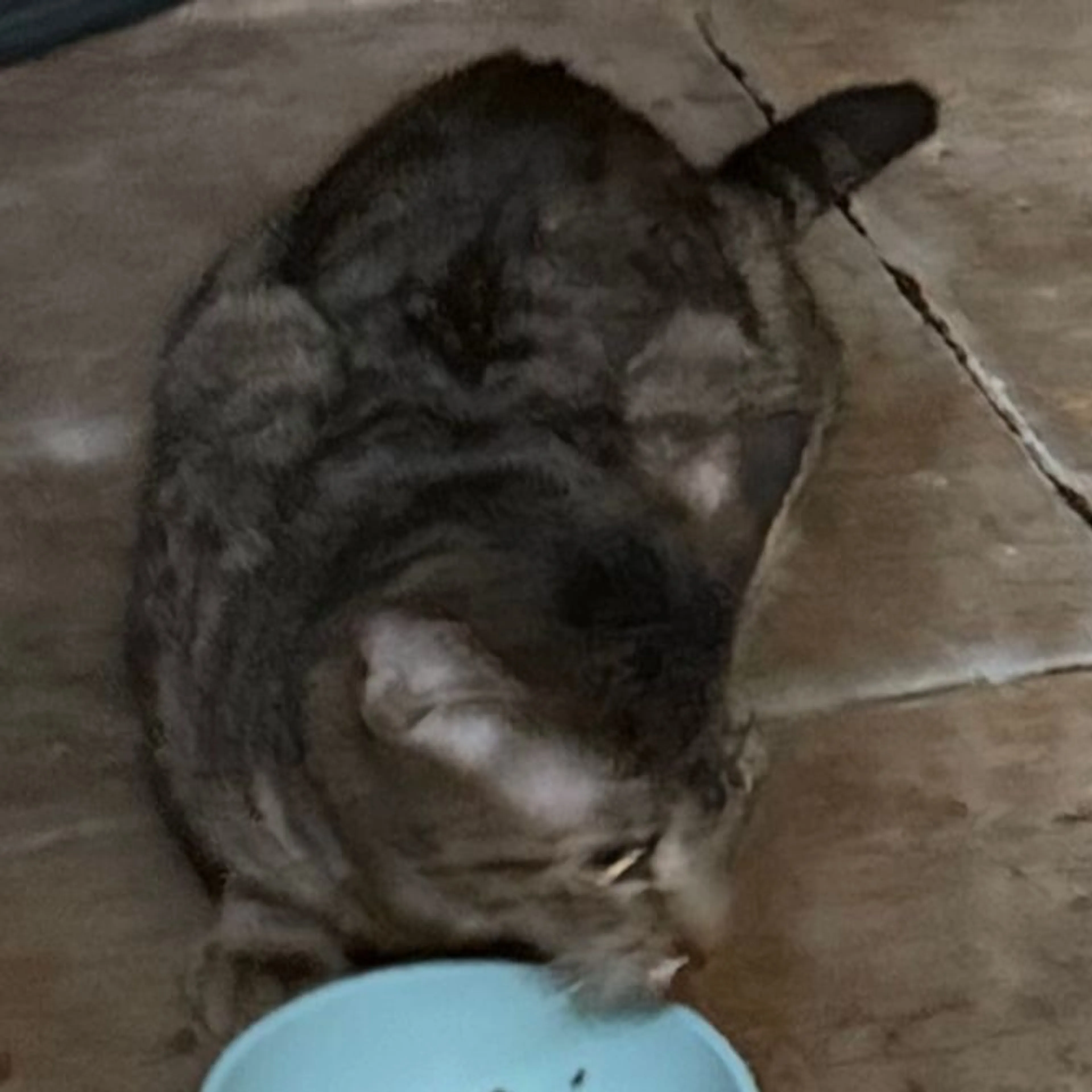 Found pet