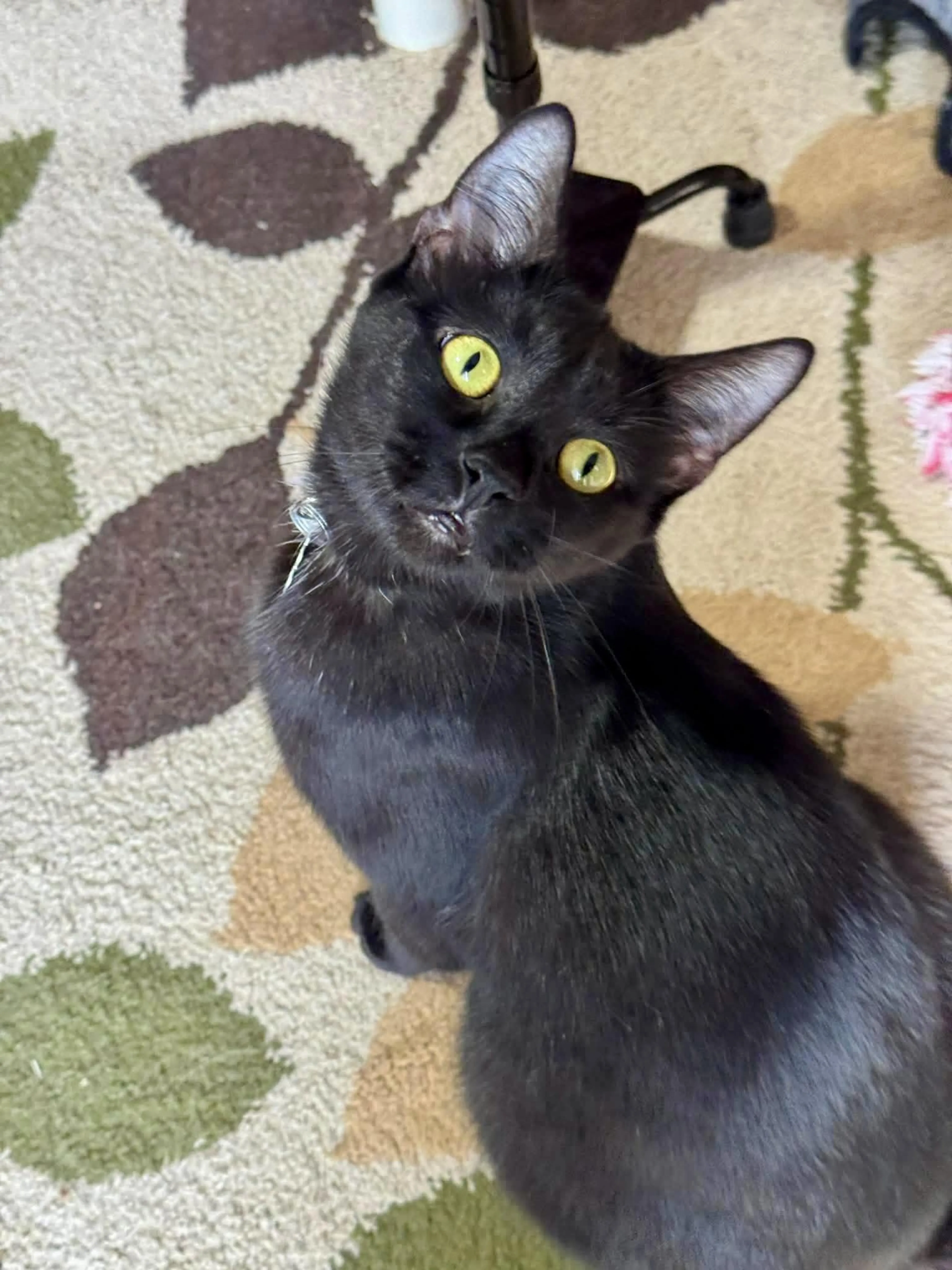 Found pet-0