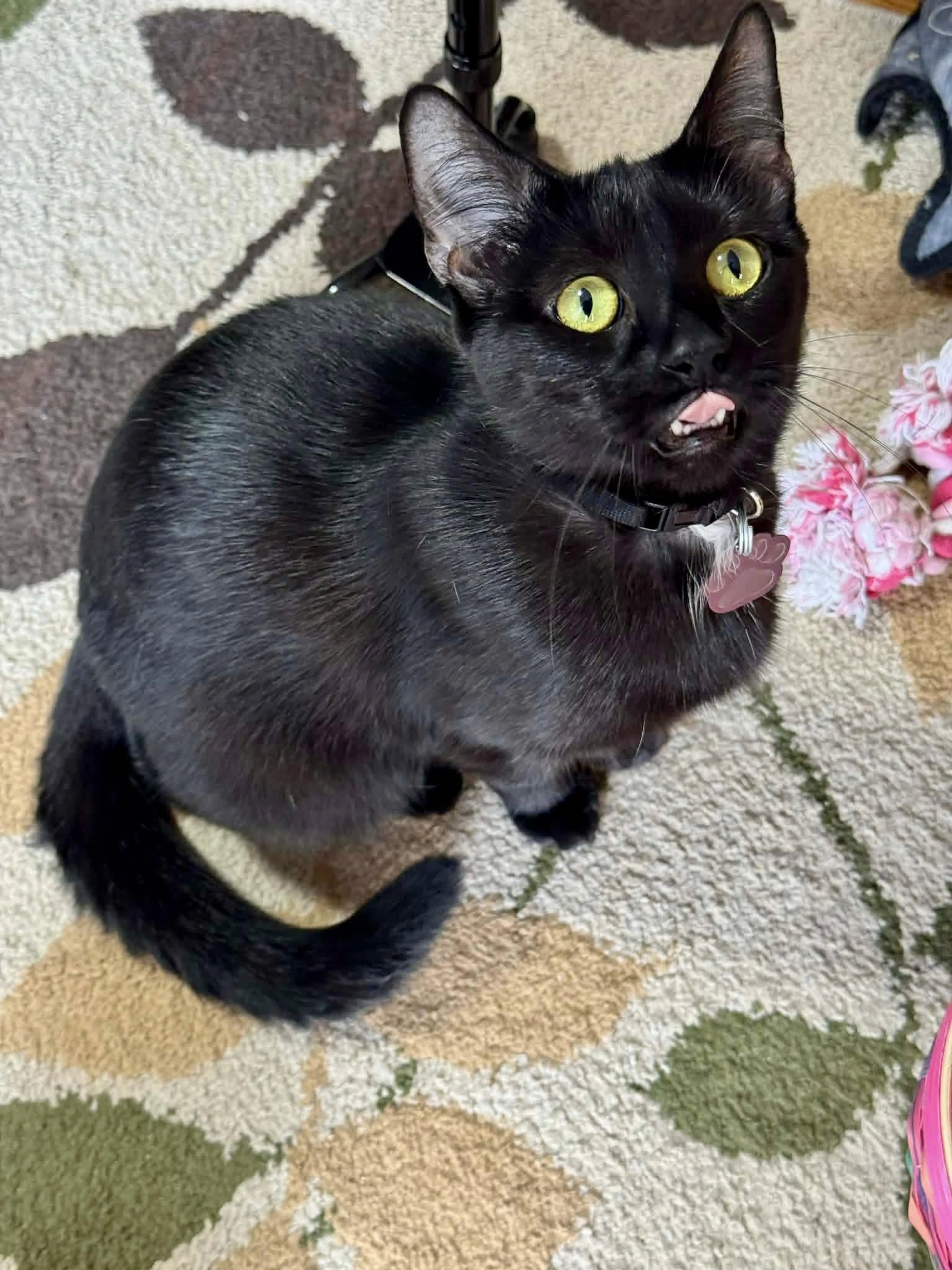 Found pet-1
