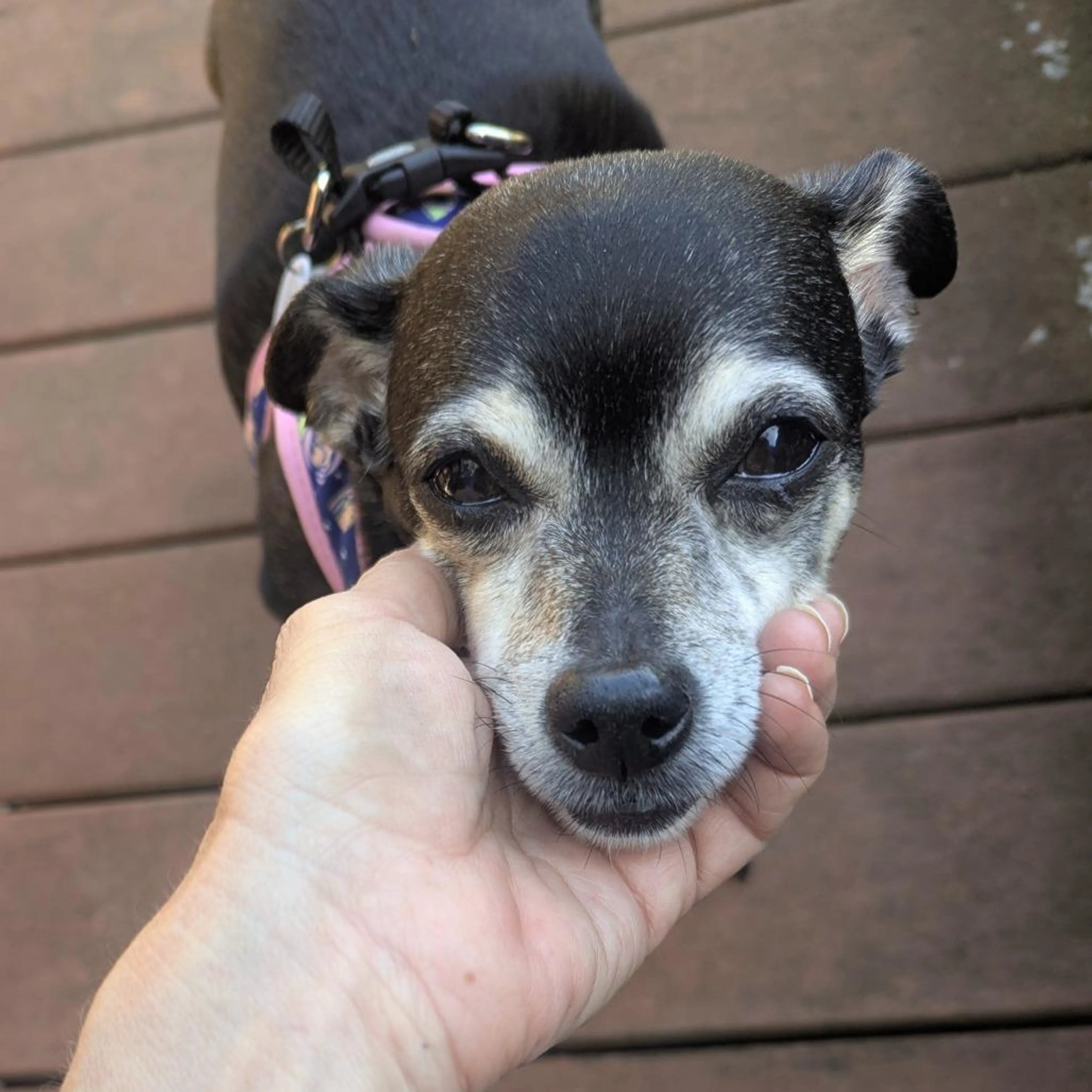 Found pet-5