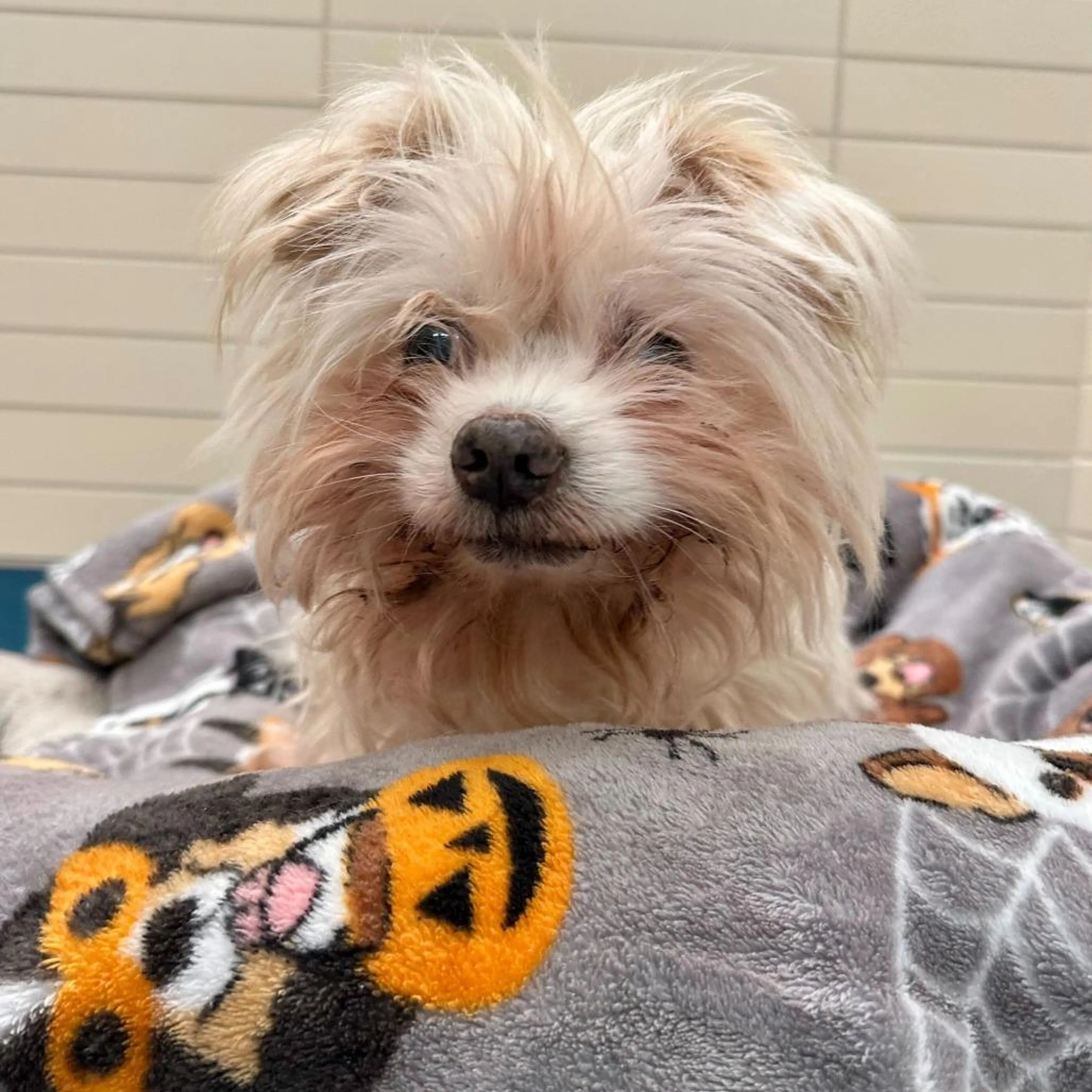 Found pet-3