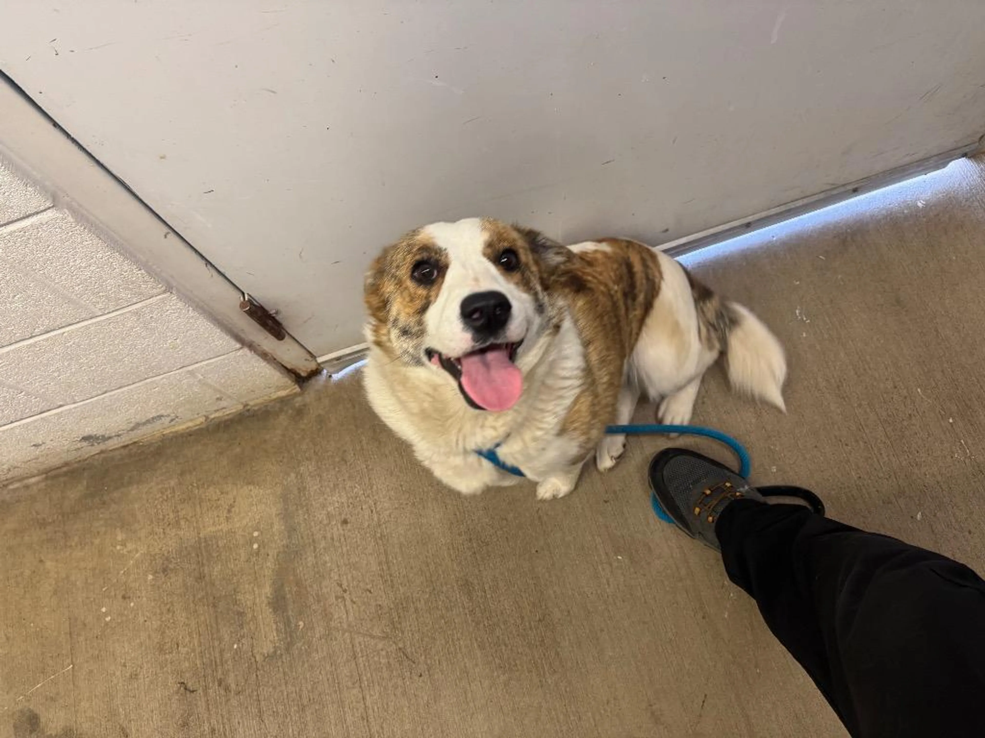 Found pet-2