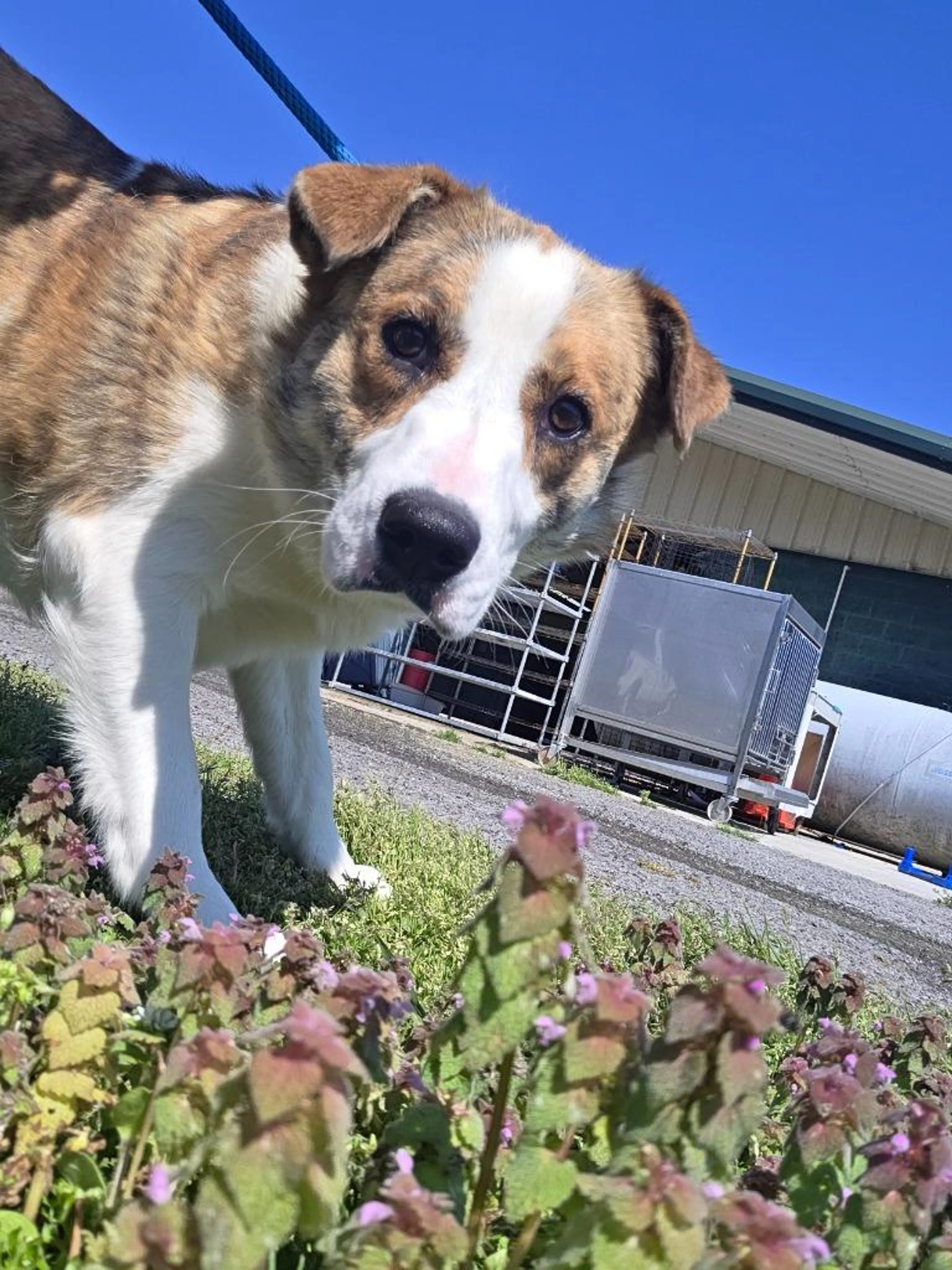 Found pet-1