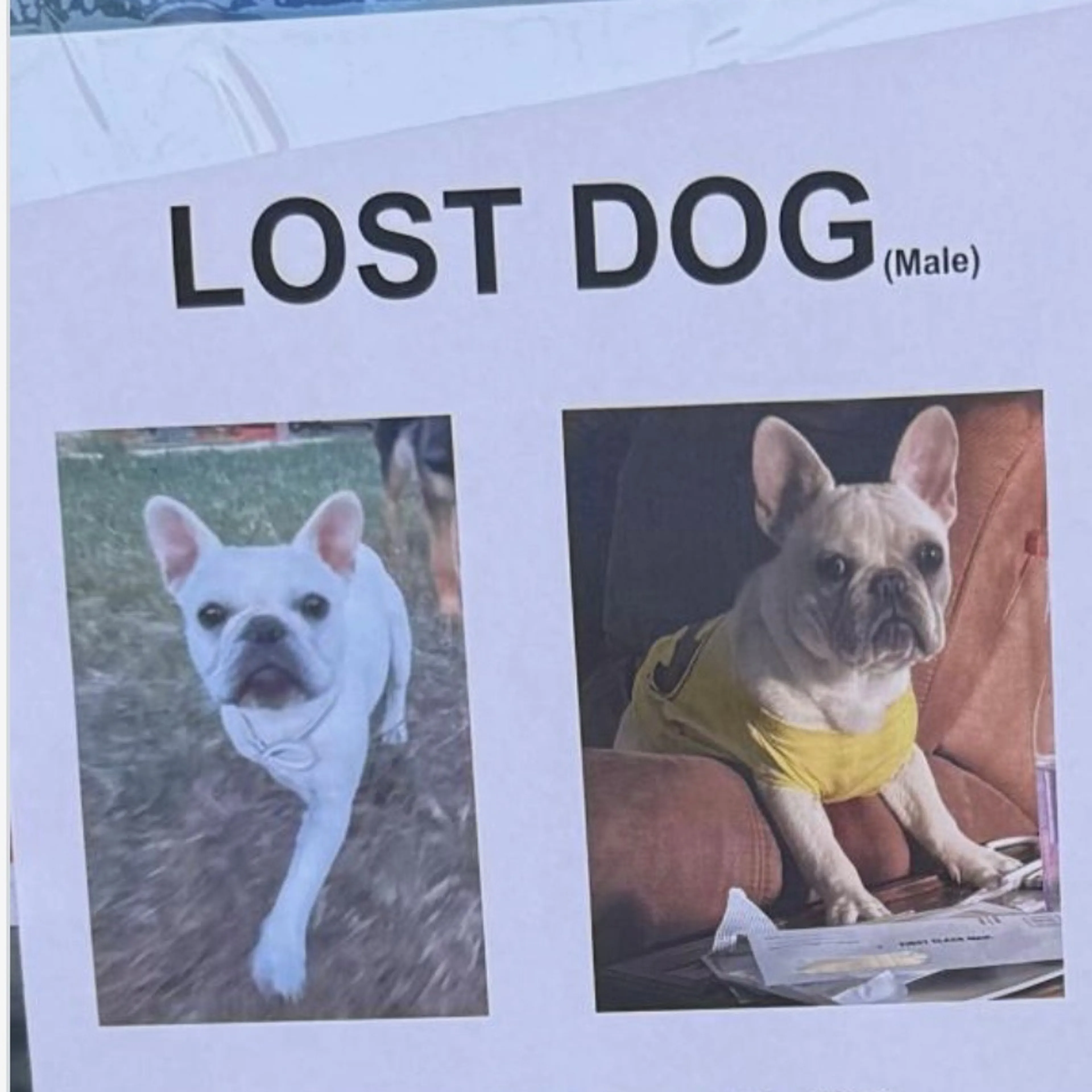Lost pet-1