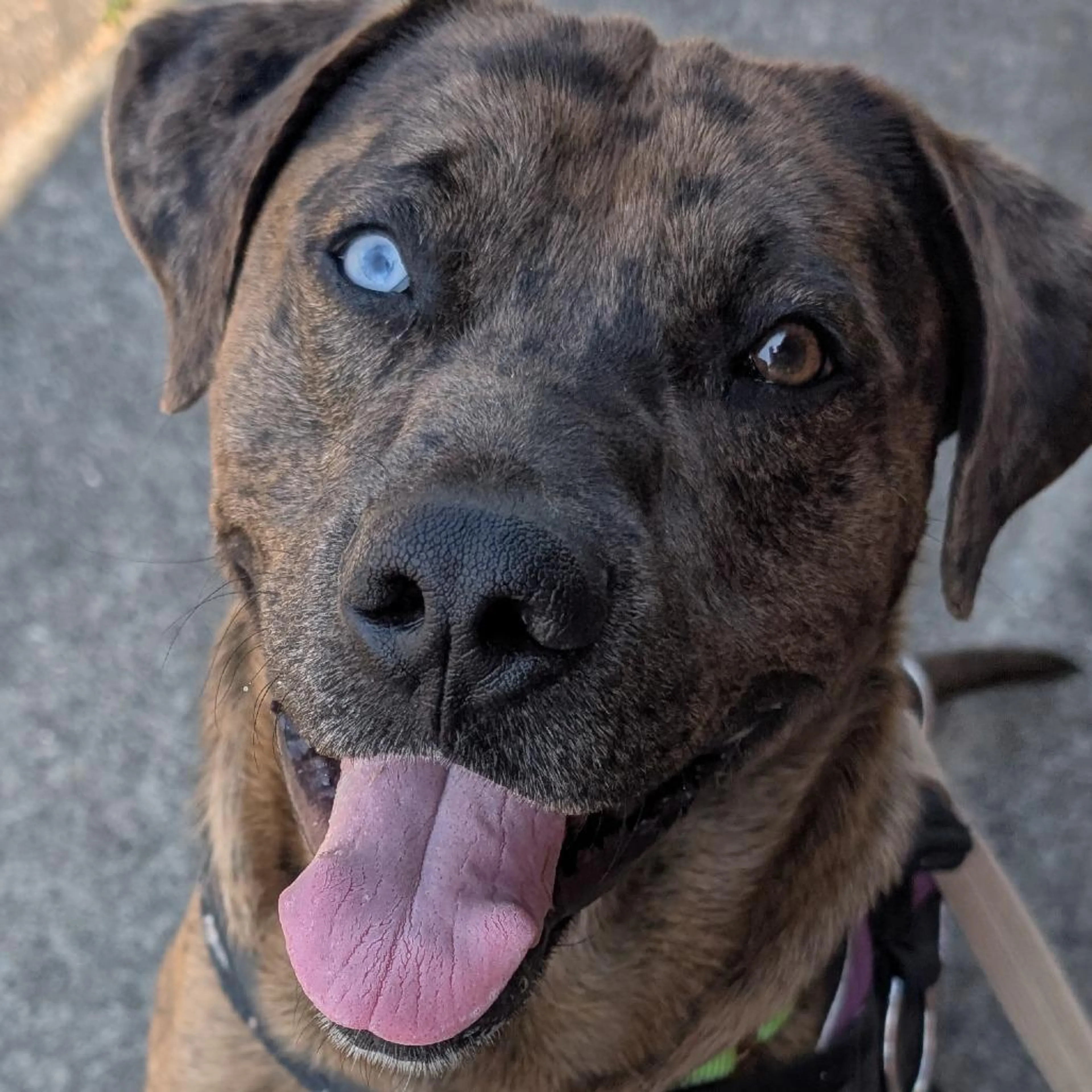 Found pet-1
