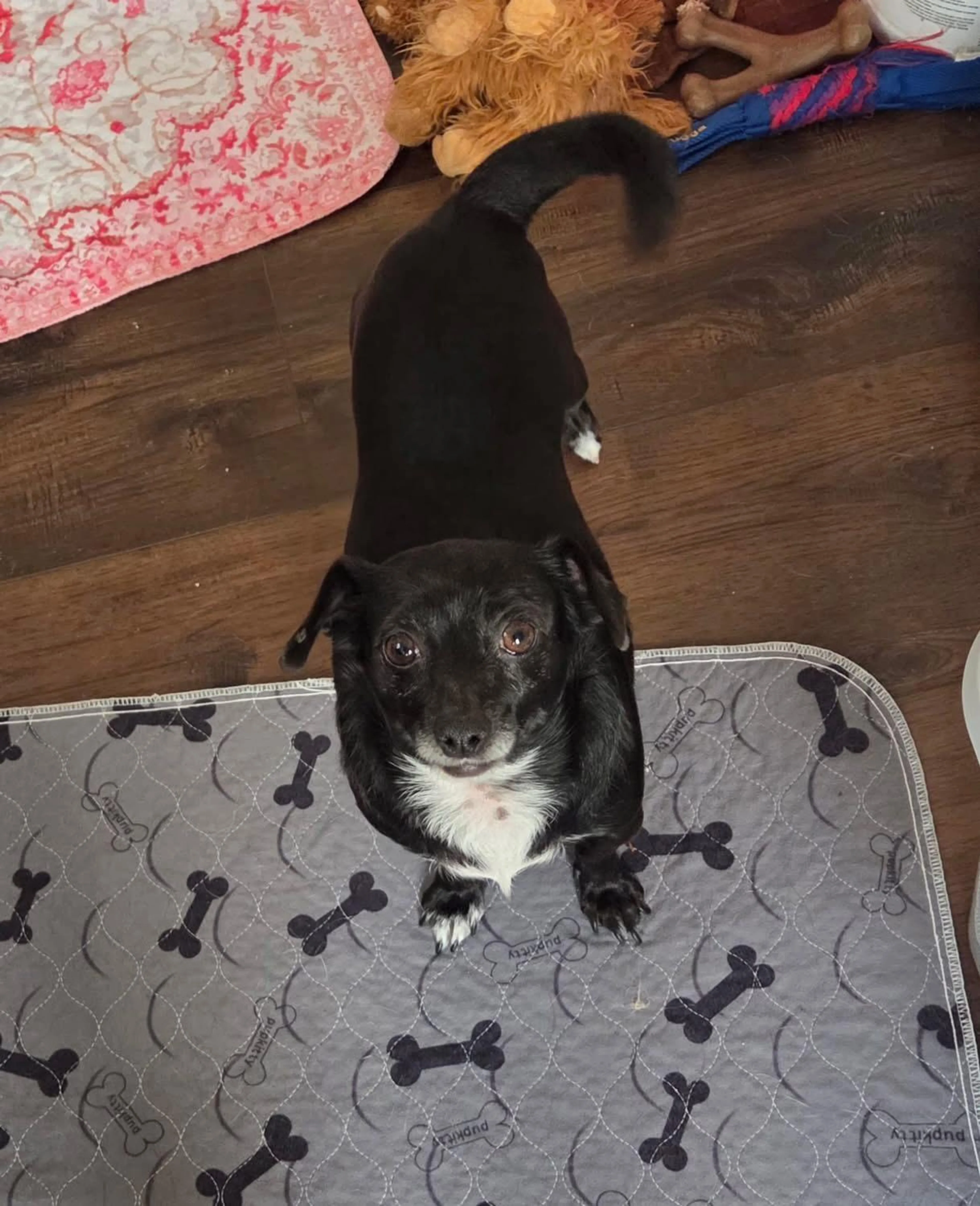 Found pet-0