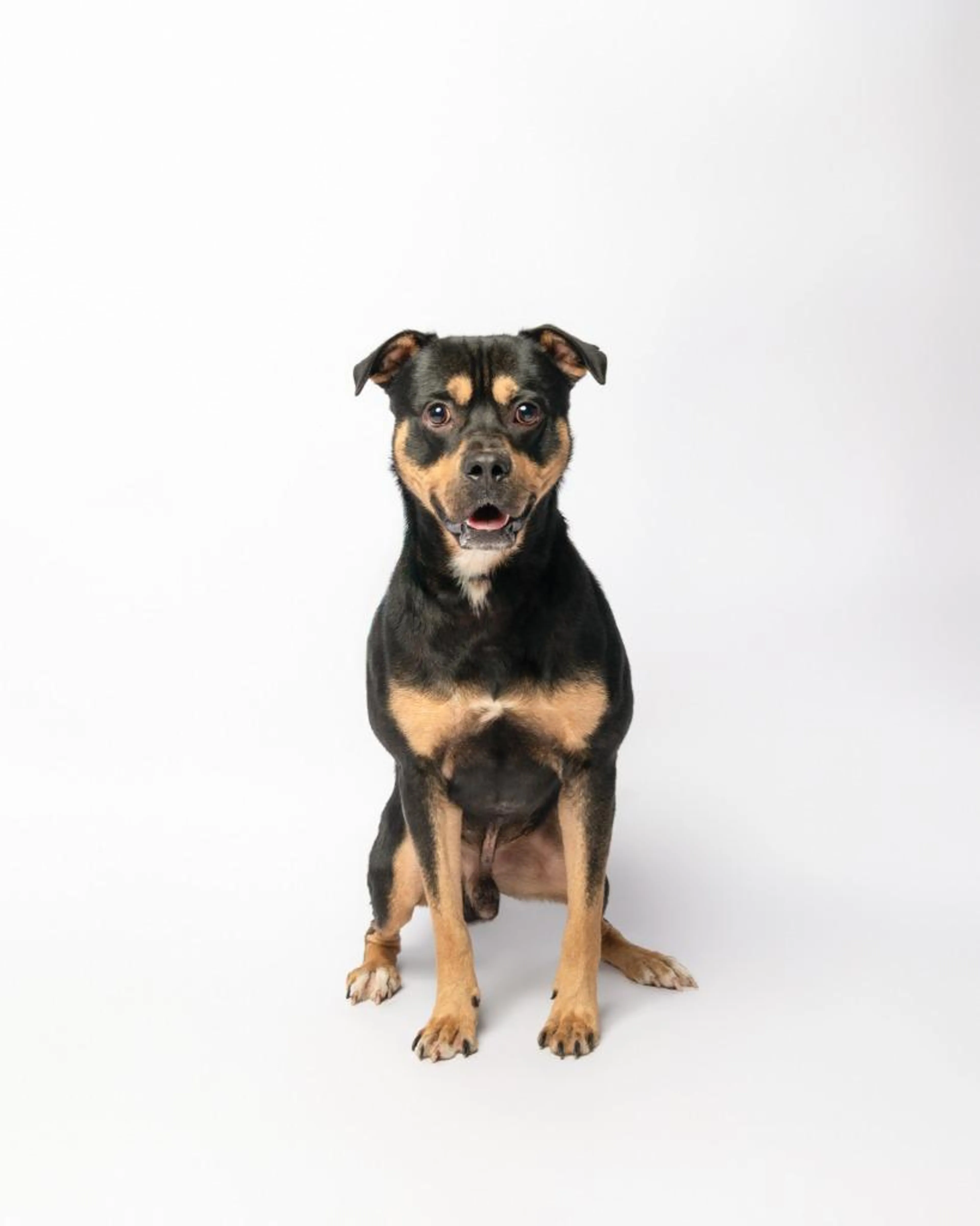 Found pet-4